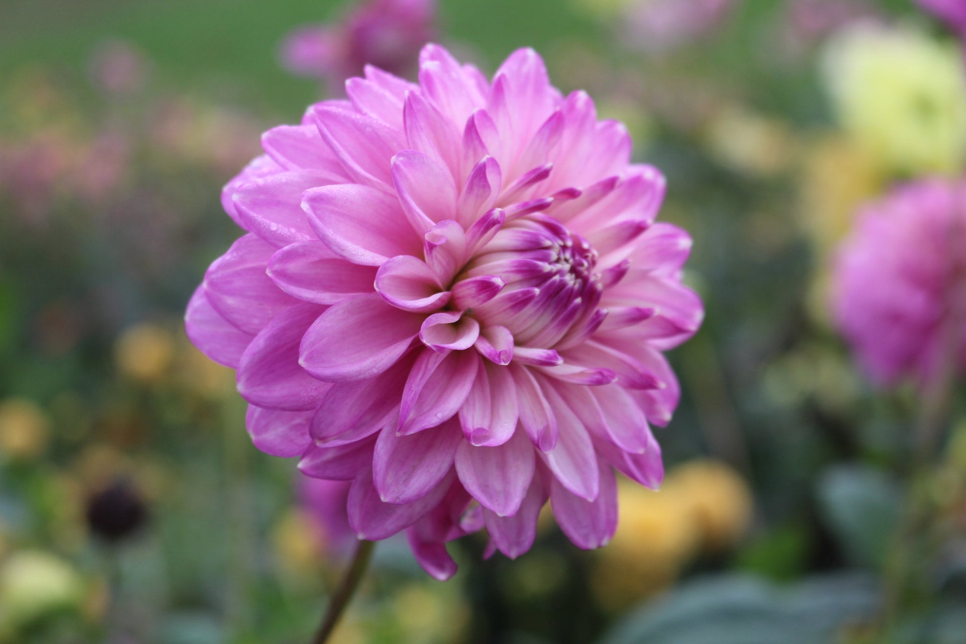 Daphne country dahlias