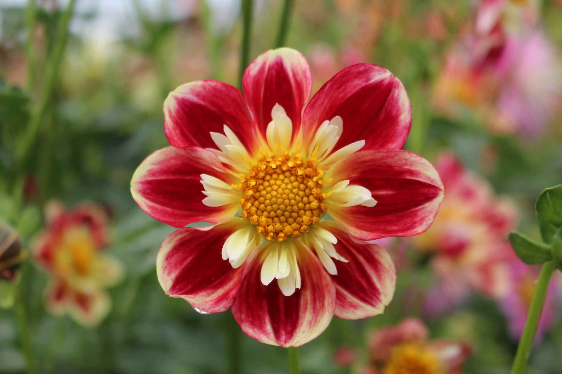 winkie-satsuma-country-dahlias