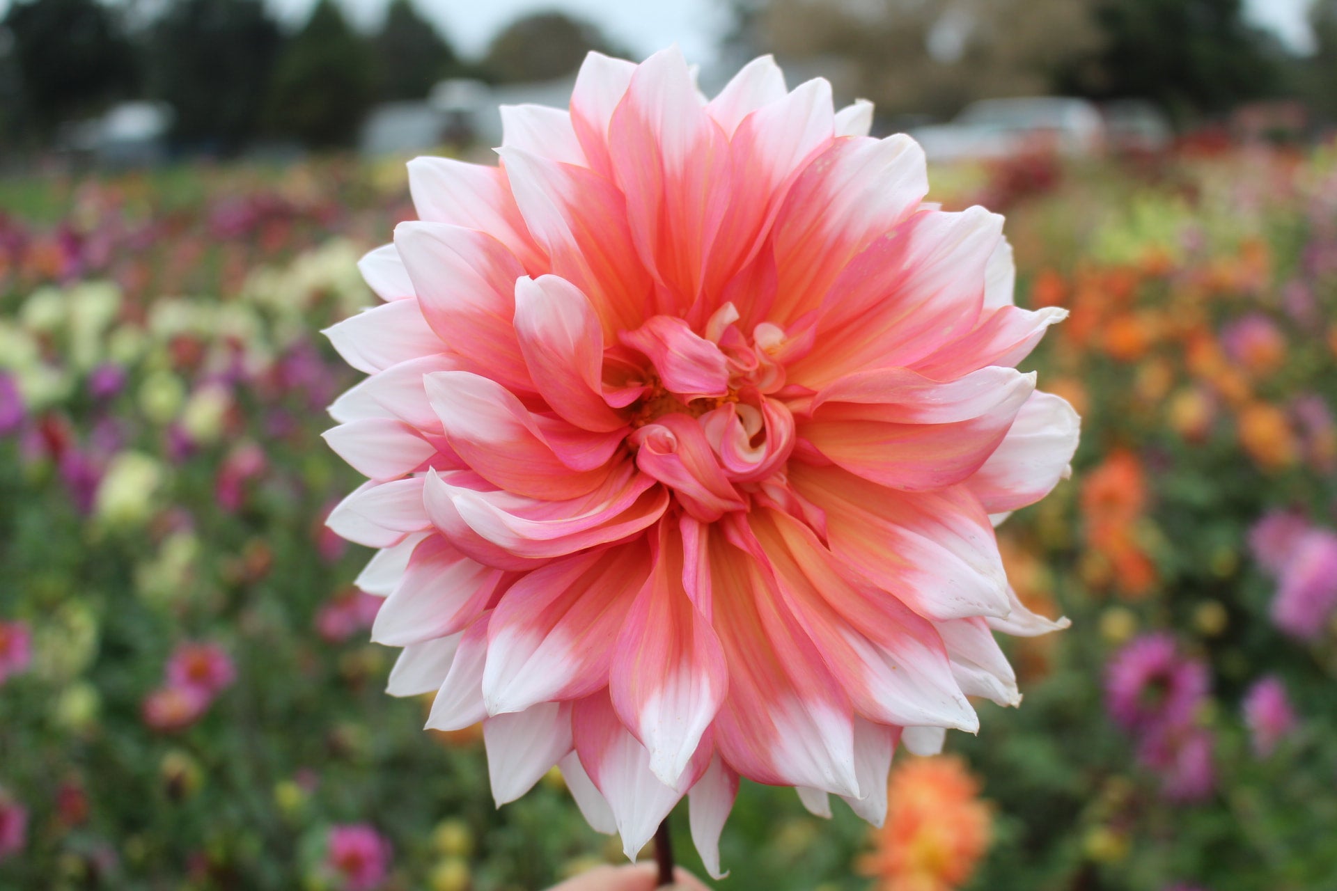 Holland festival country dahlias