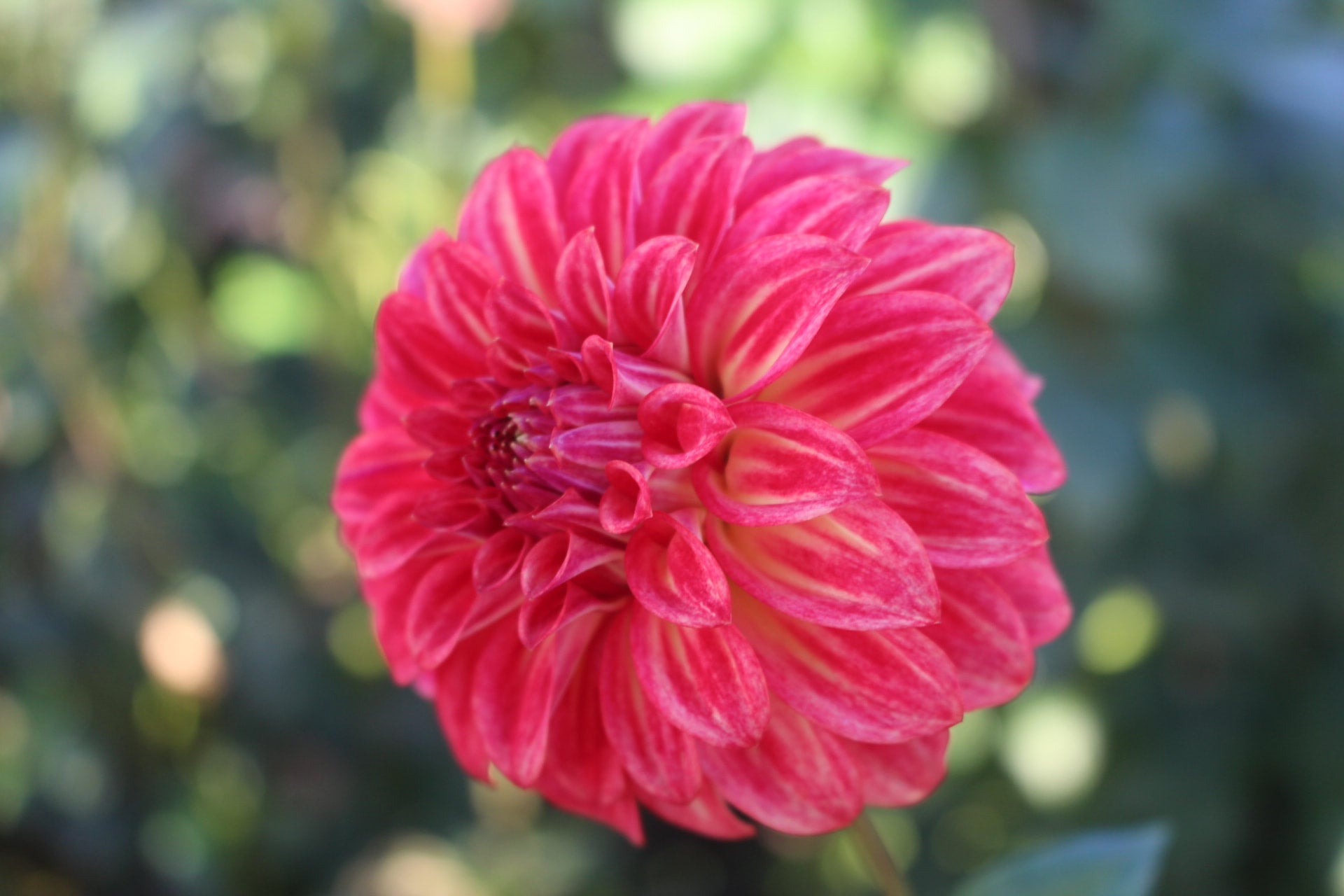 ciska-country-dahlias