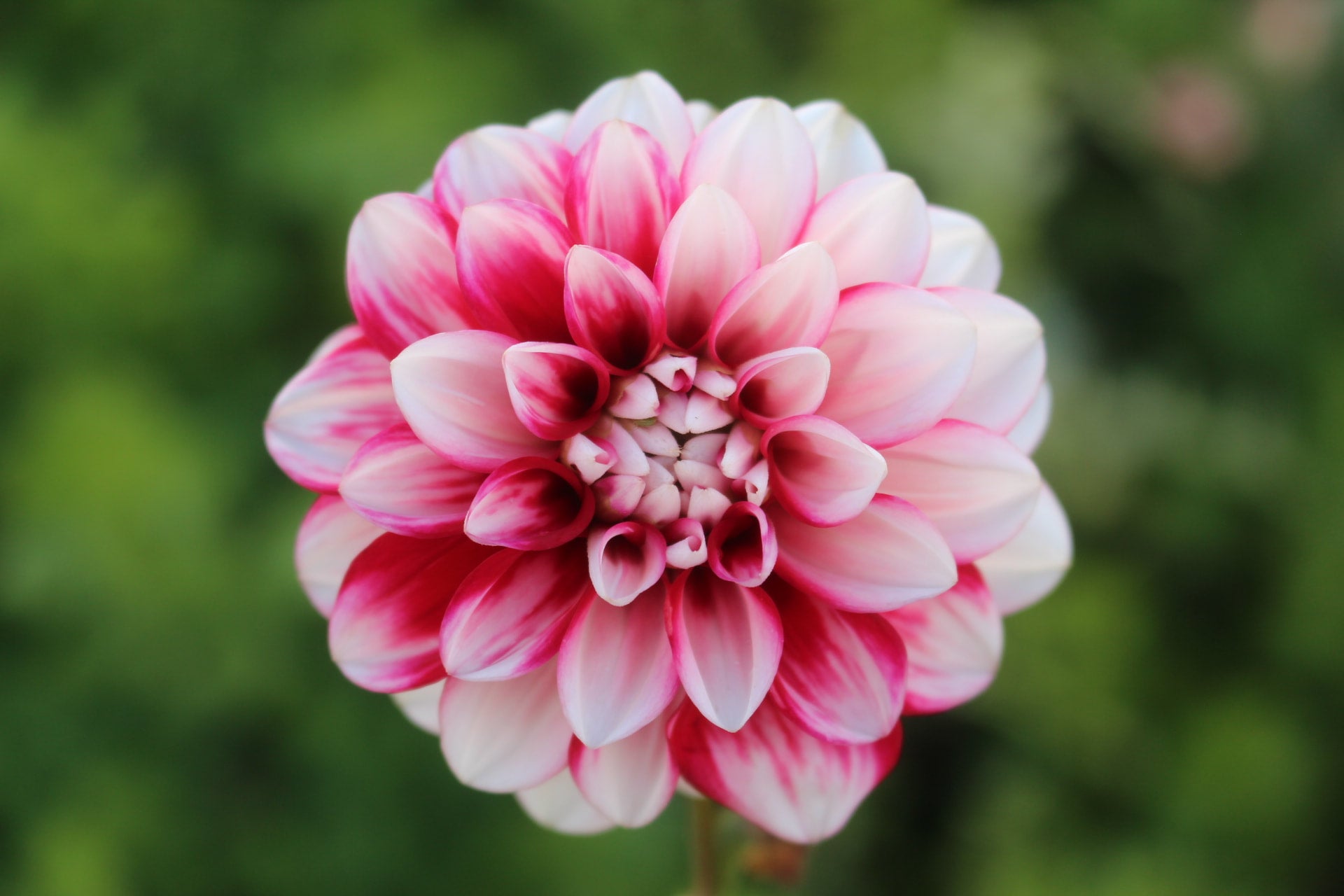 ruby-mae-country-dahlias