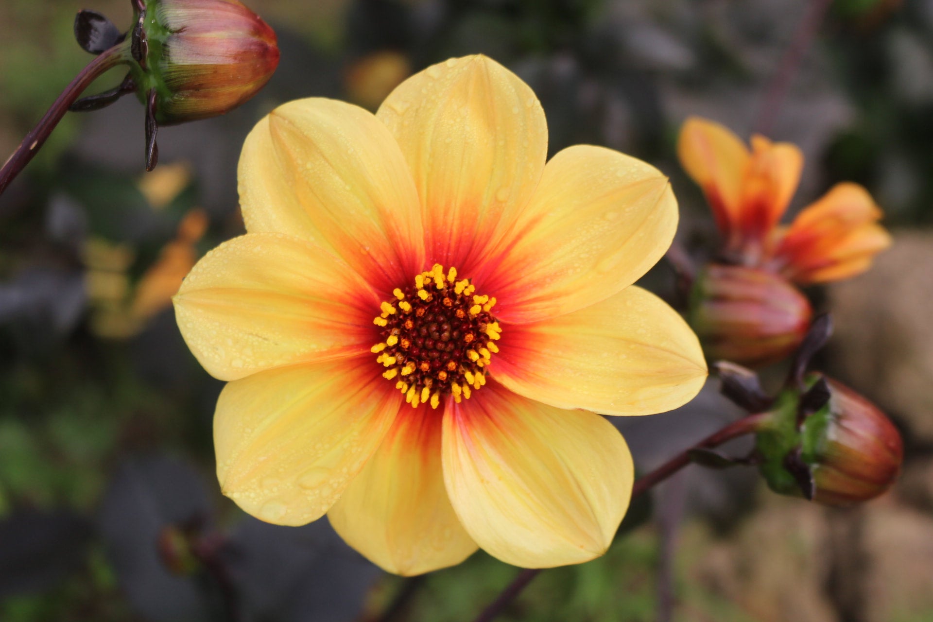 sunshine-country-dahlias