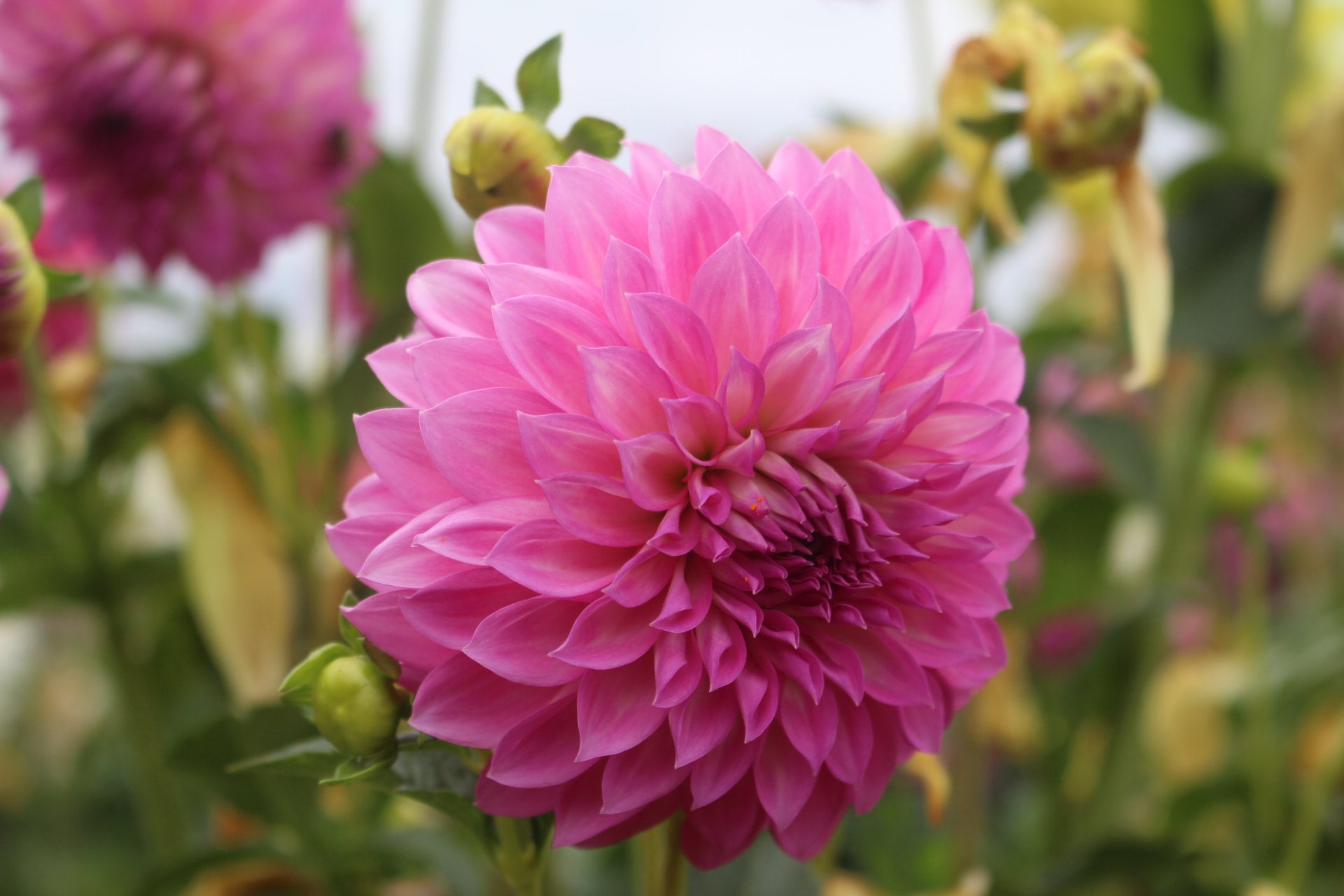 nicky-country-dahlias