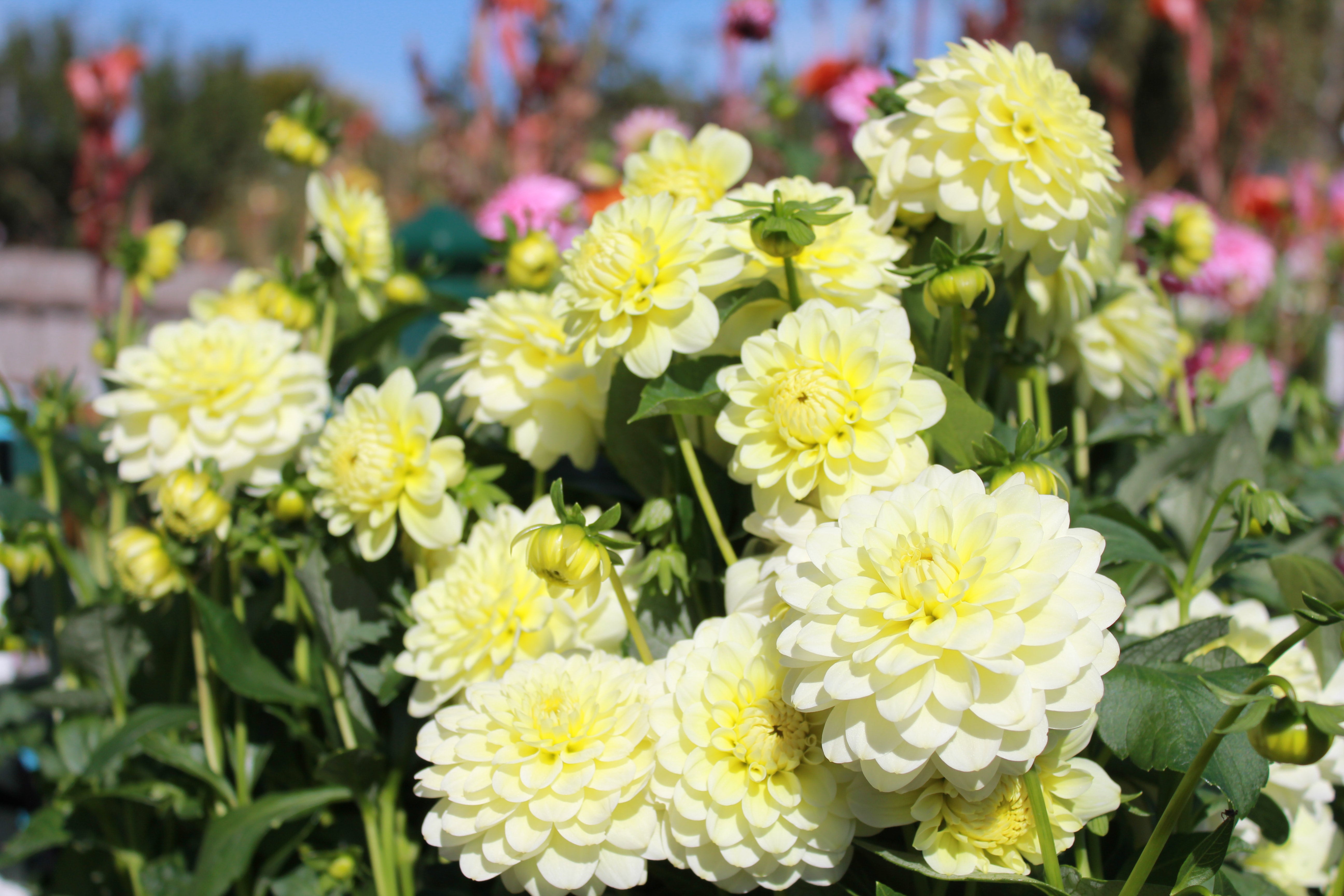 lime-glow-country-dahlias
