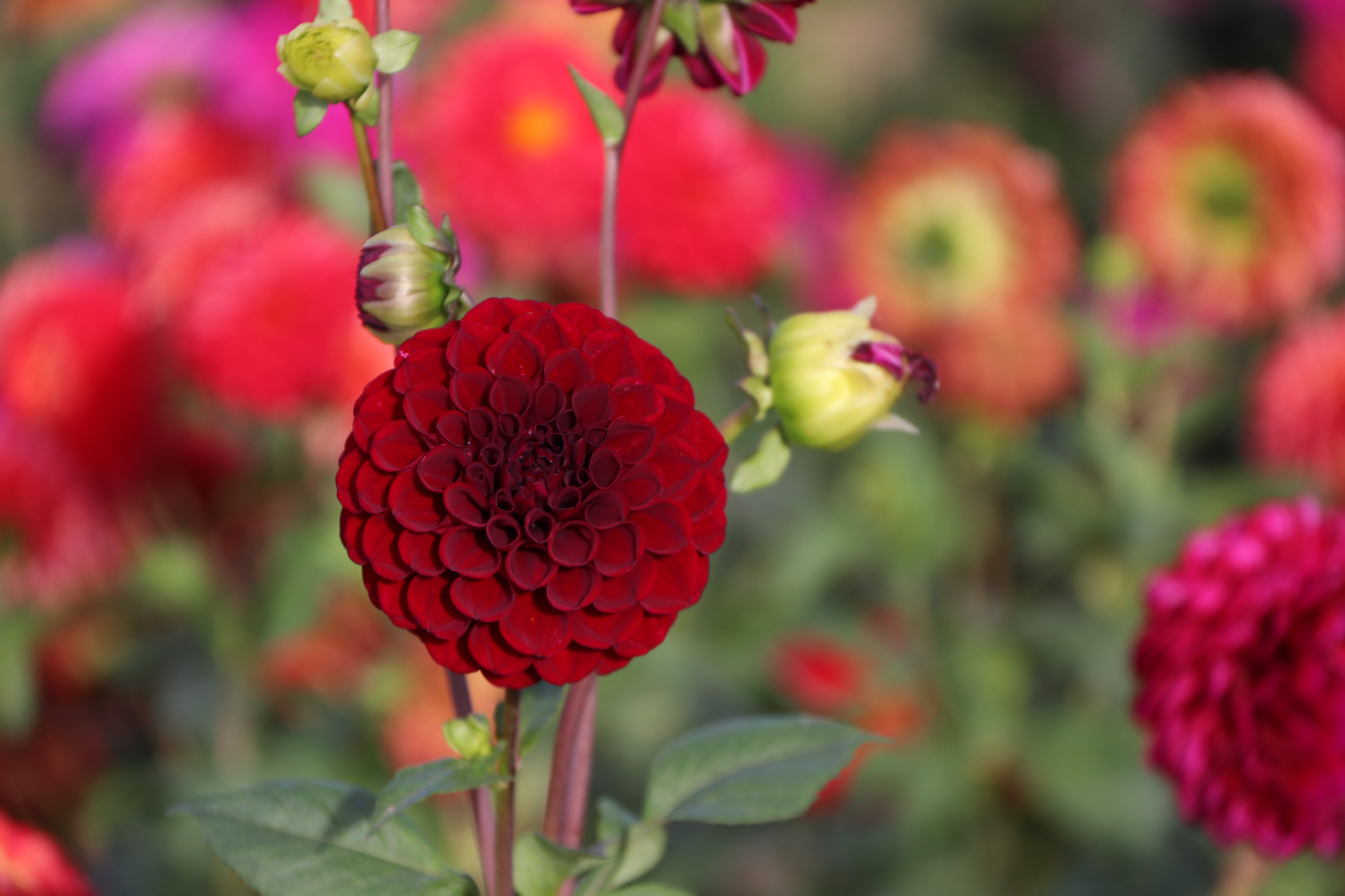 Steves Choice | Country Dahlias