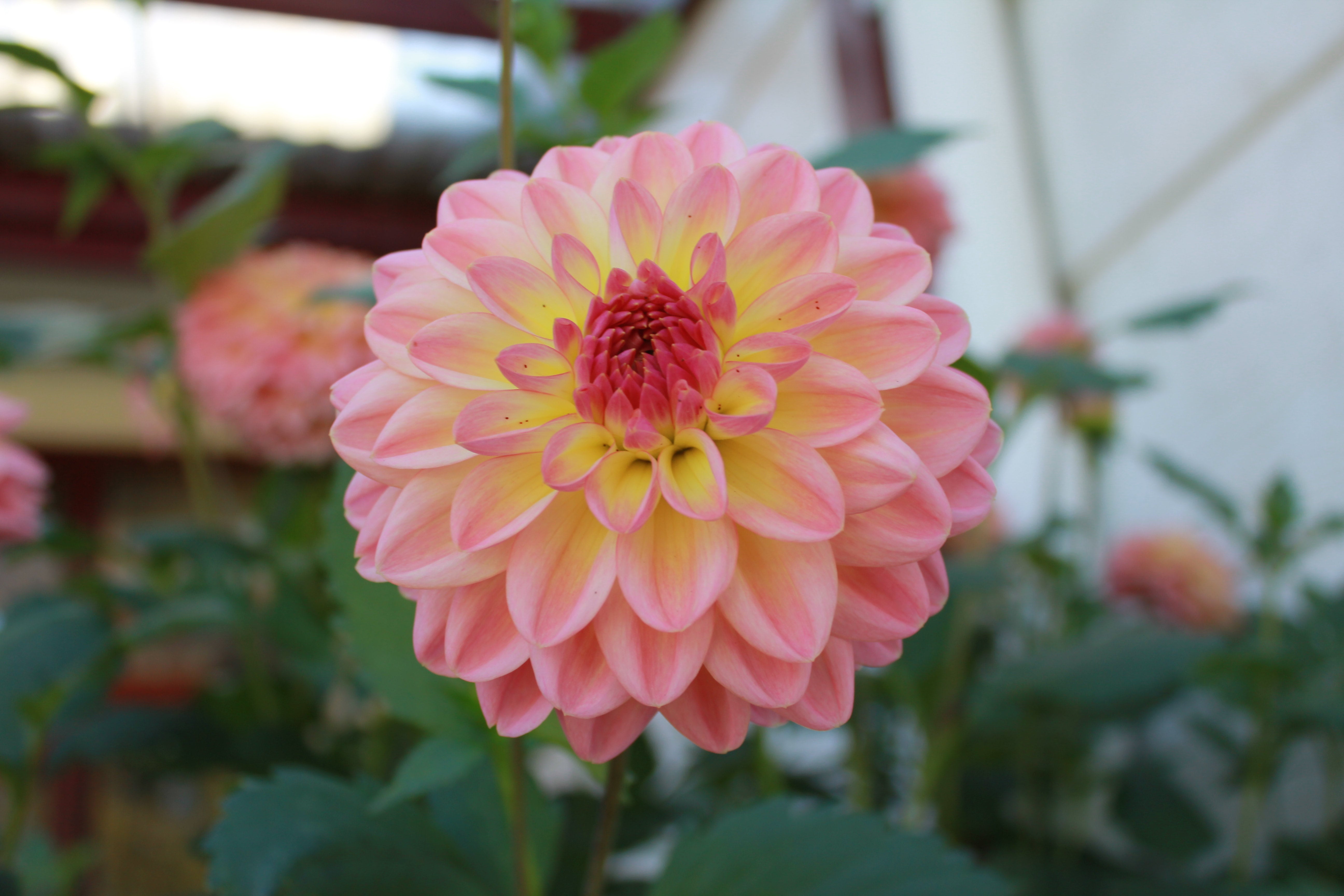 lyns-pride-country-dahlias