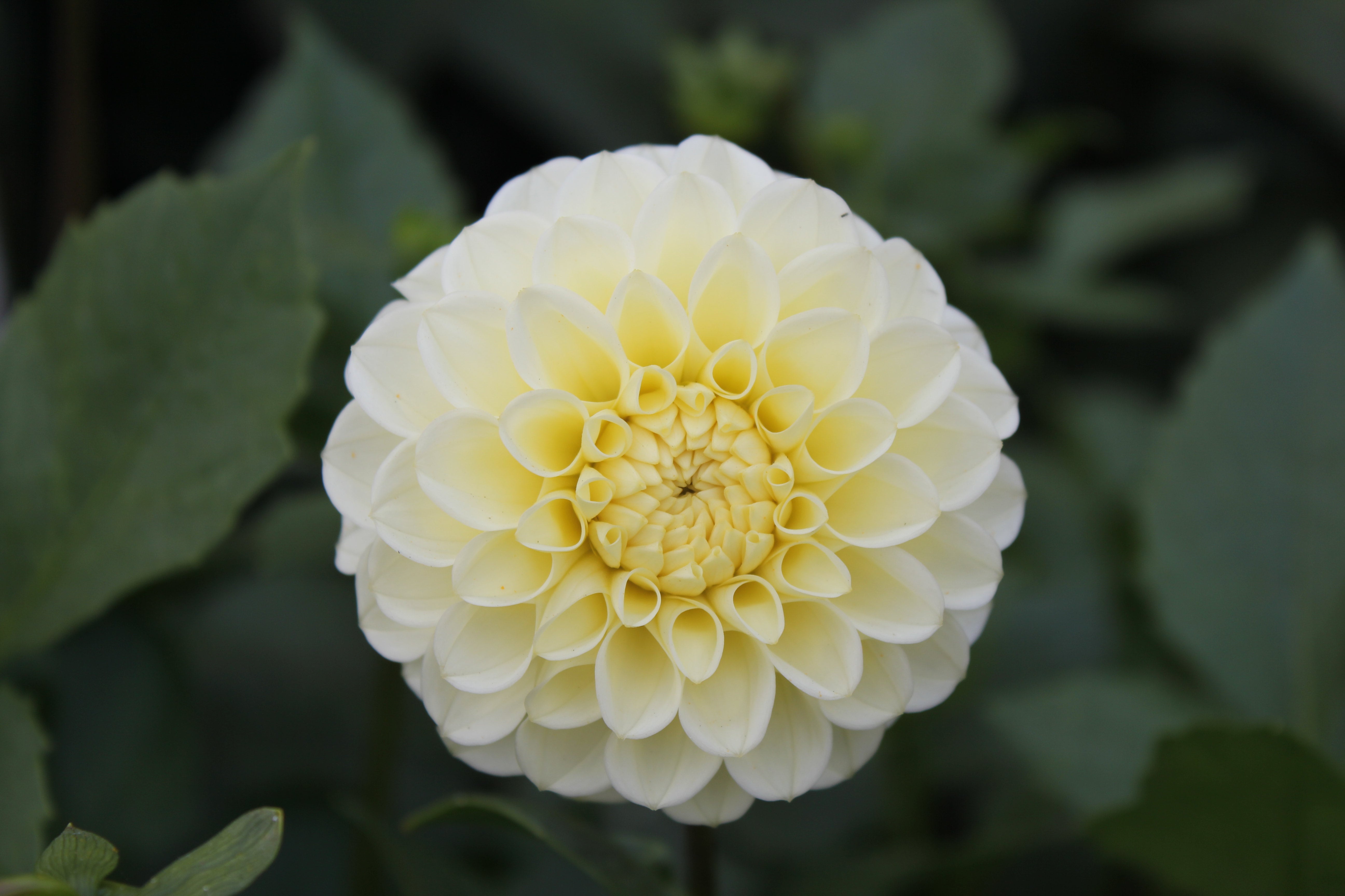 ivory-gem-country-dahlias