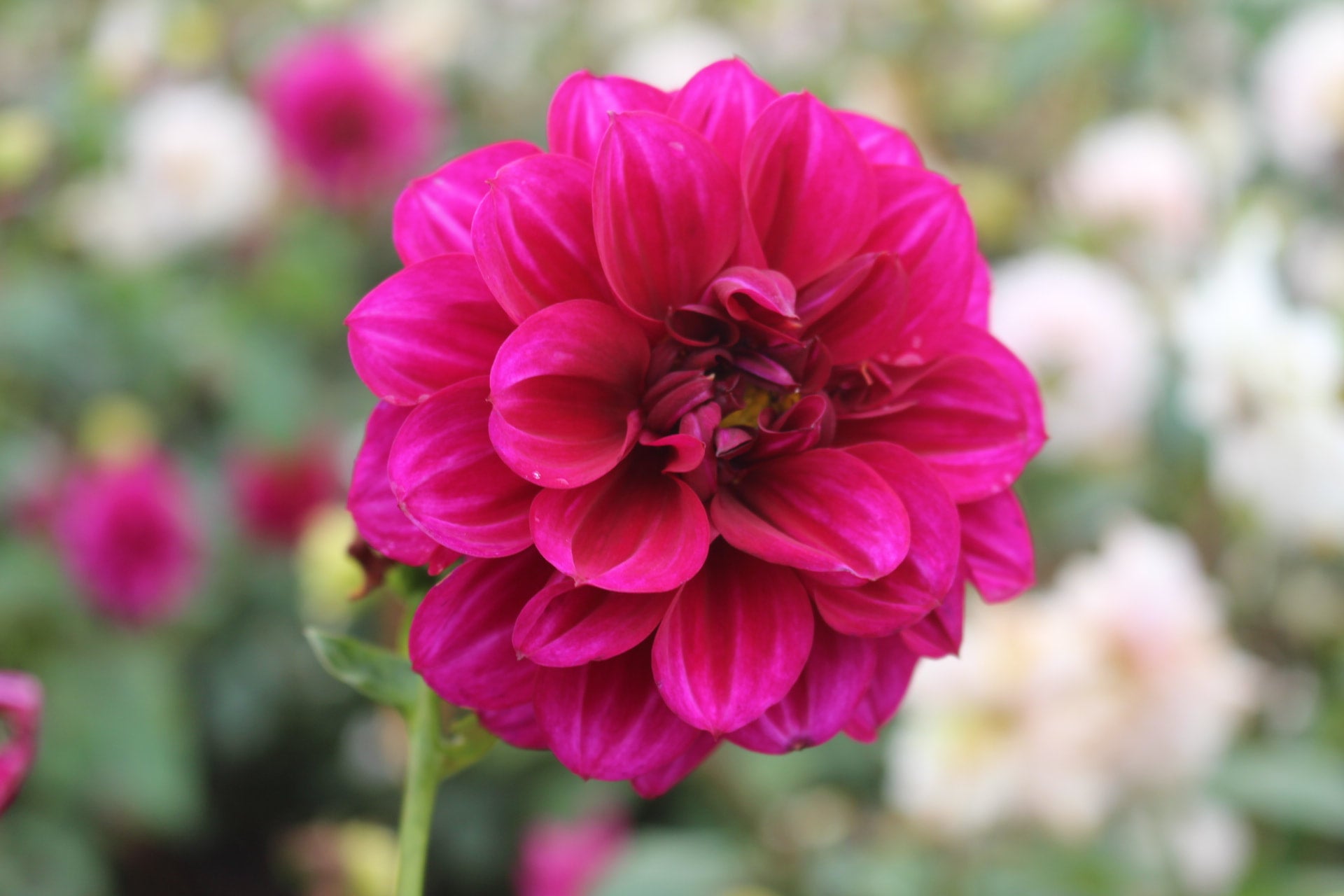 cerise-joy-country-dahlias