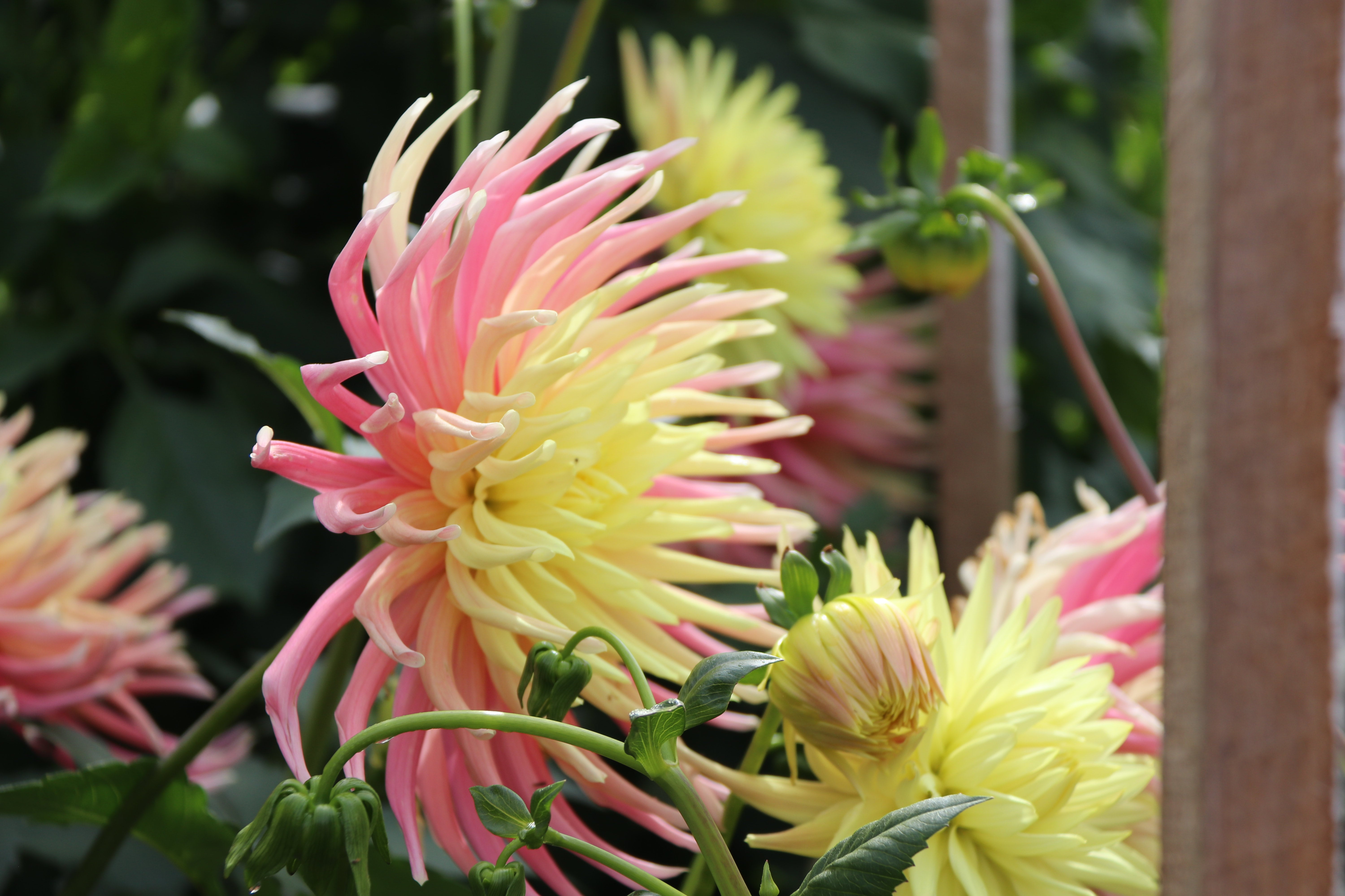 sarah-g-country-dahlias