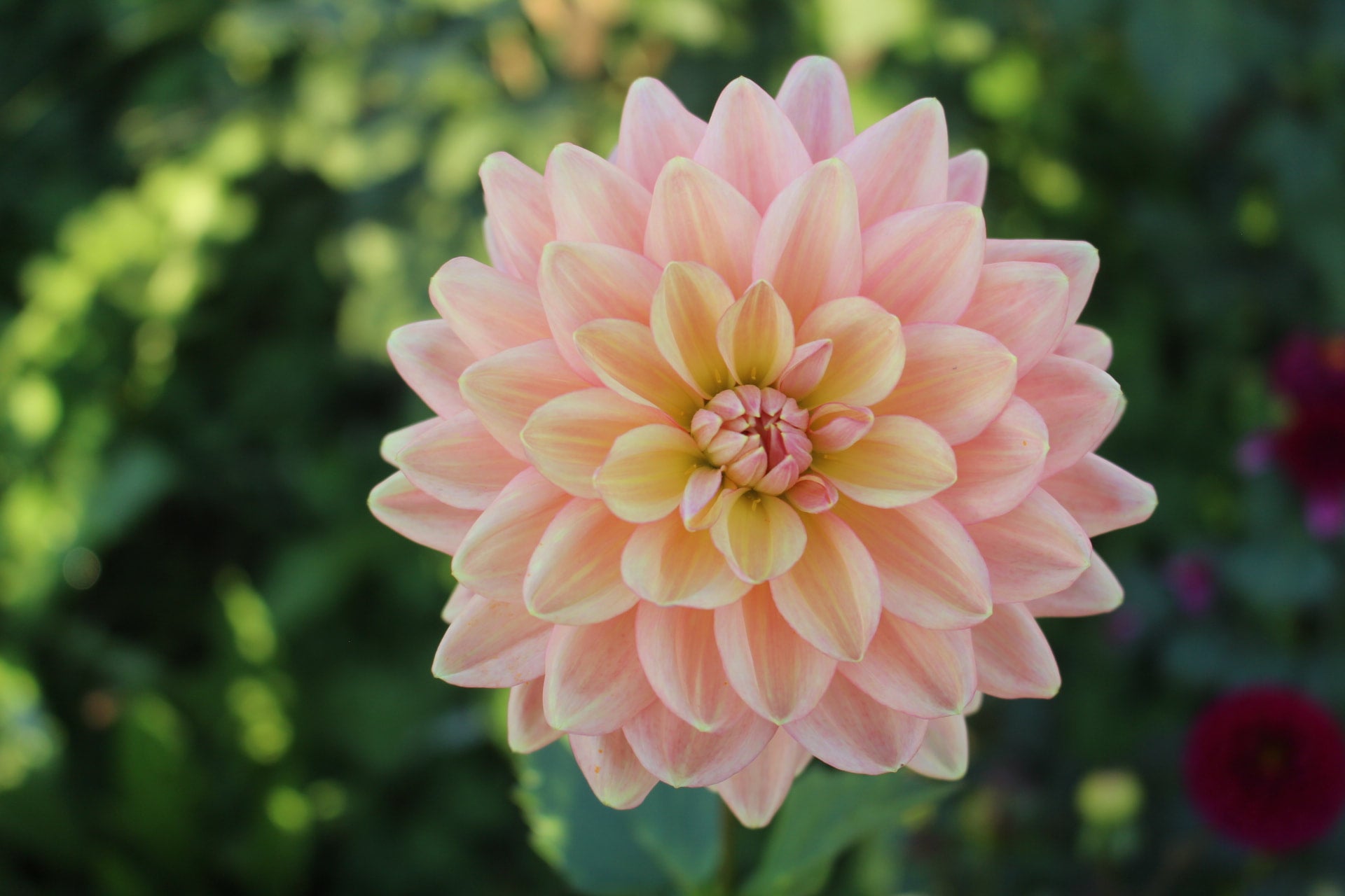 Laines Joy | Country Dahlias