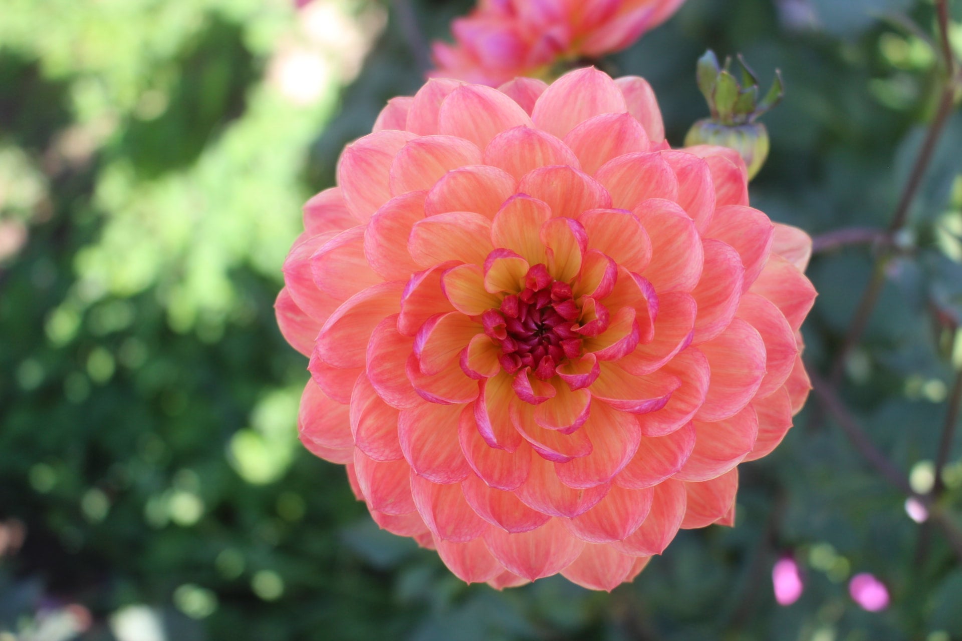 Pam howden country dahlias
