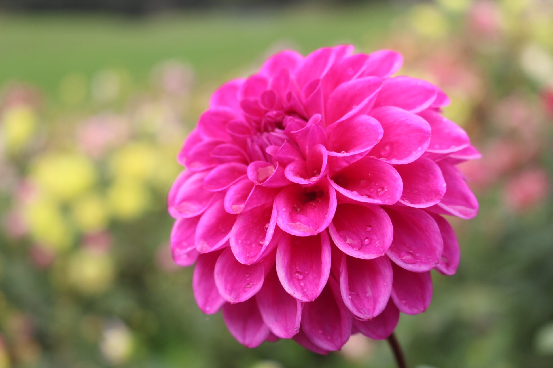 CD Barbie | Country Dahlias