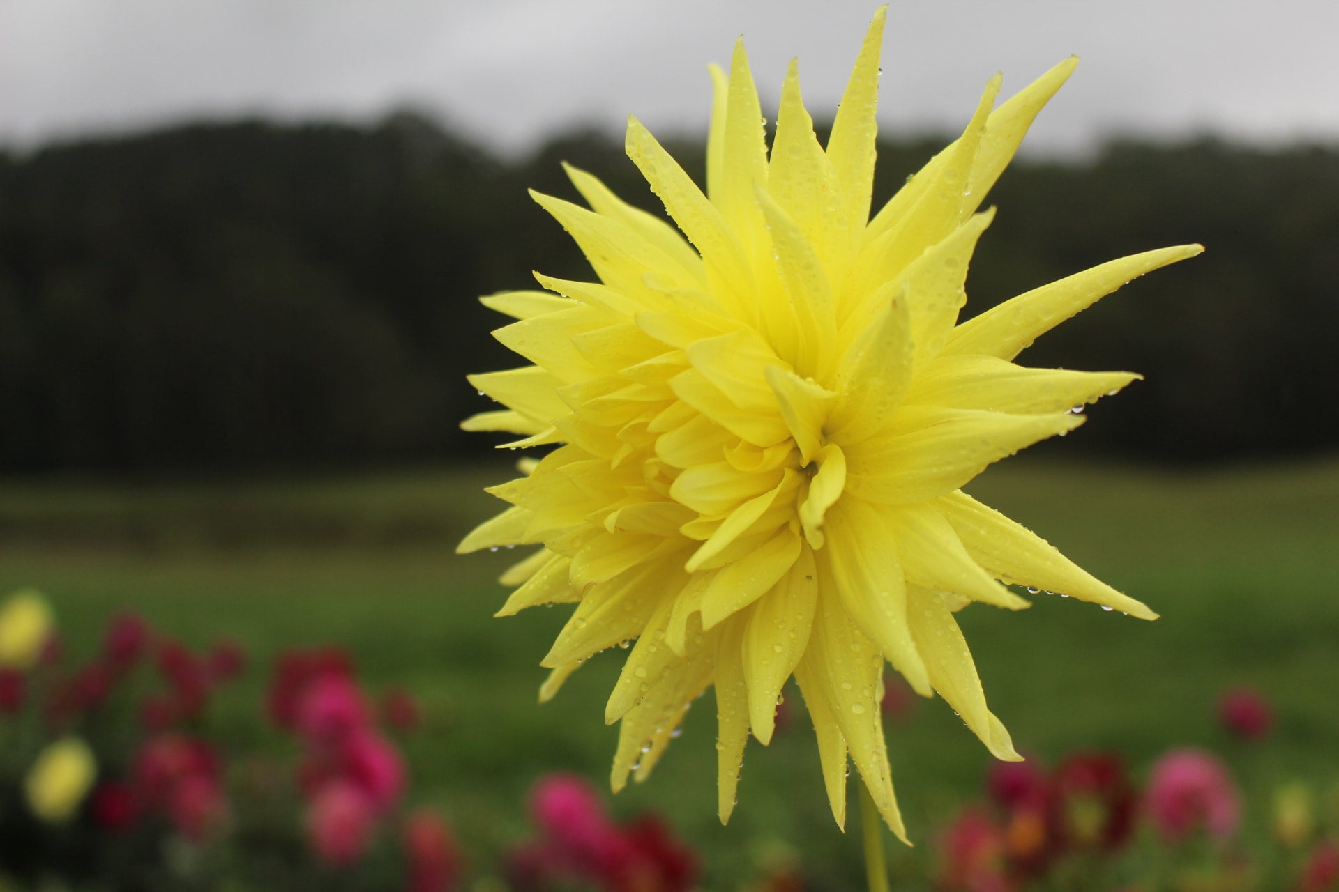 Winkie lunar country dahlias