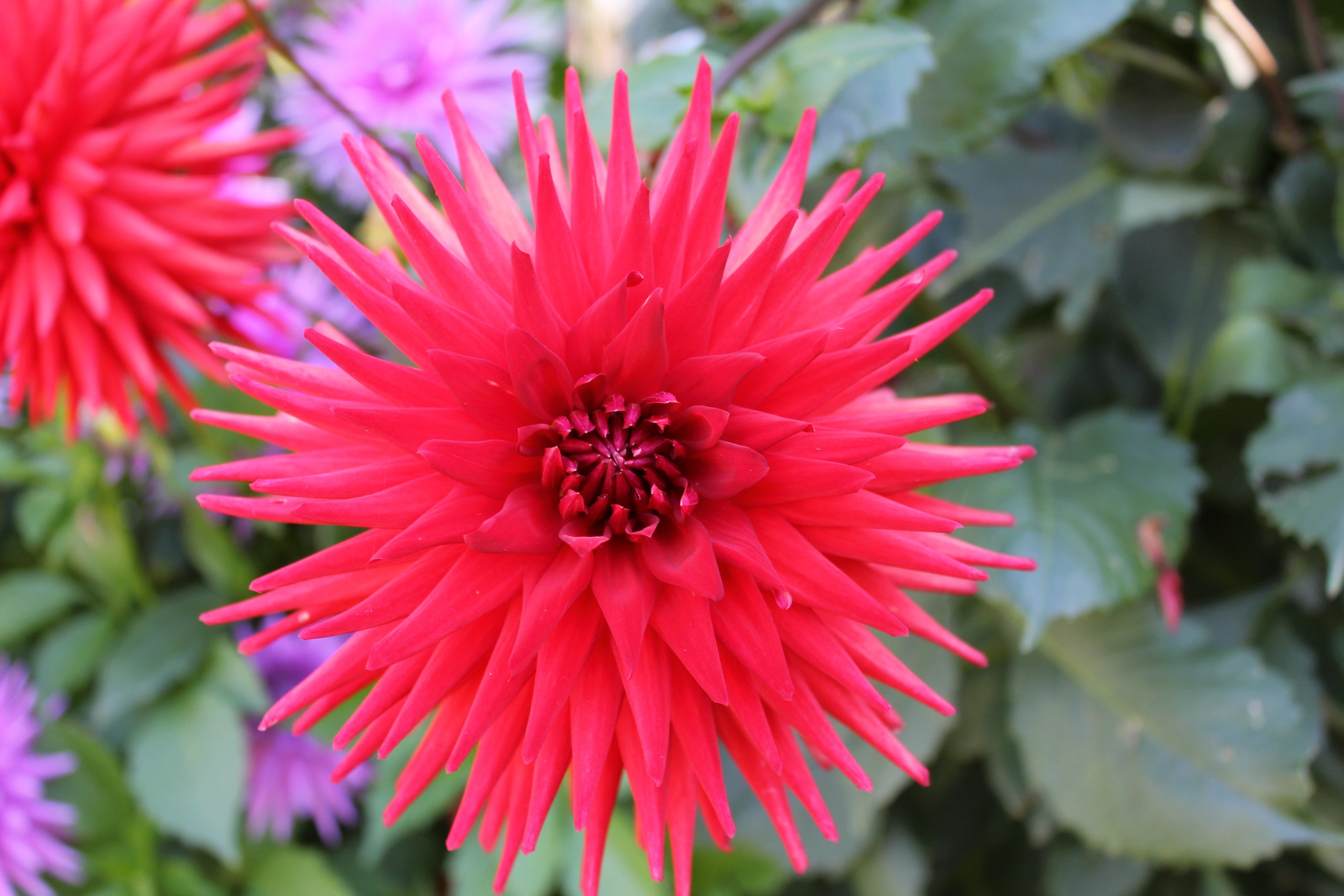 andrew-mitchell-country-dahlias