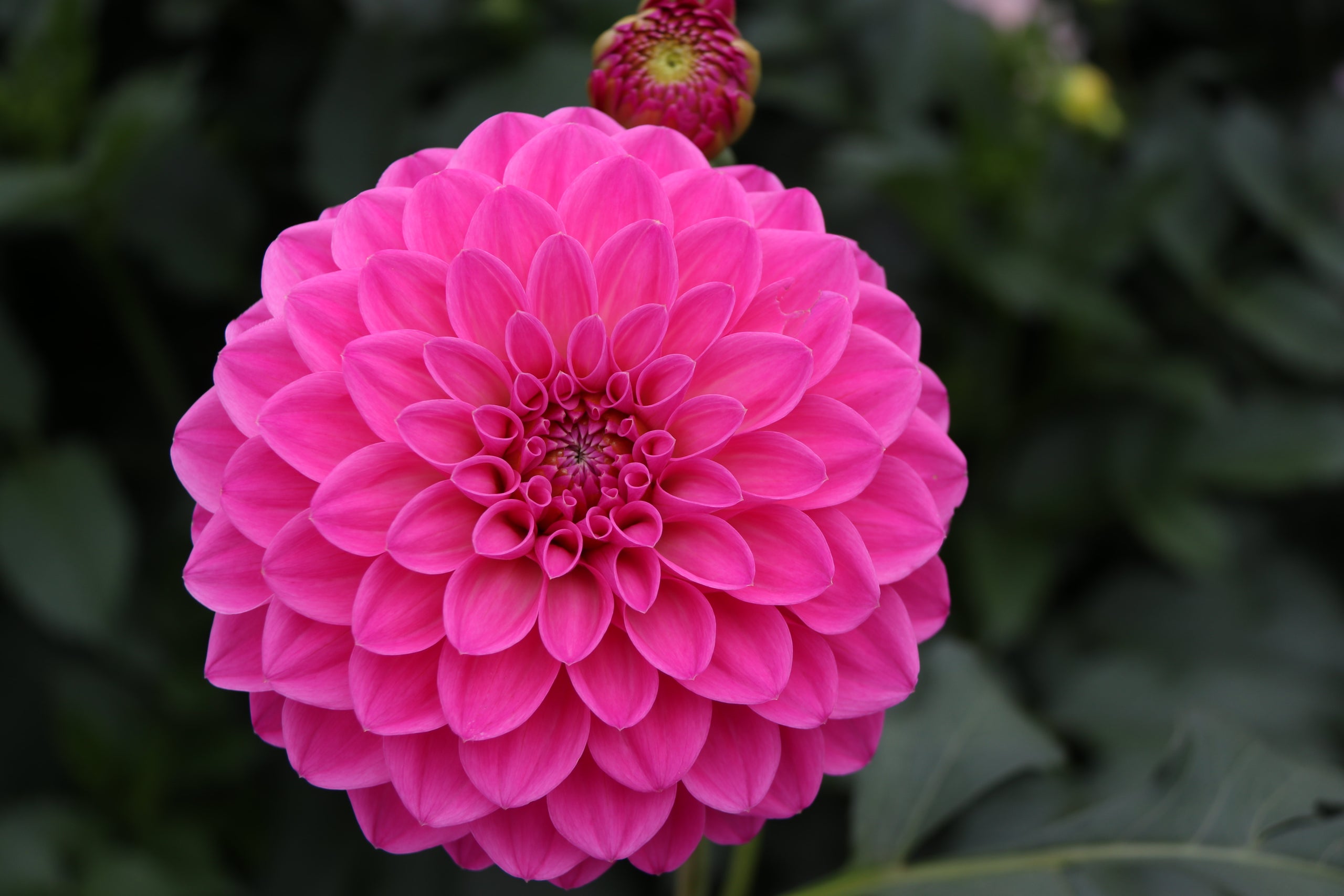 Beverley | Country Dahlias