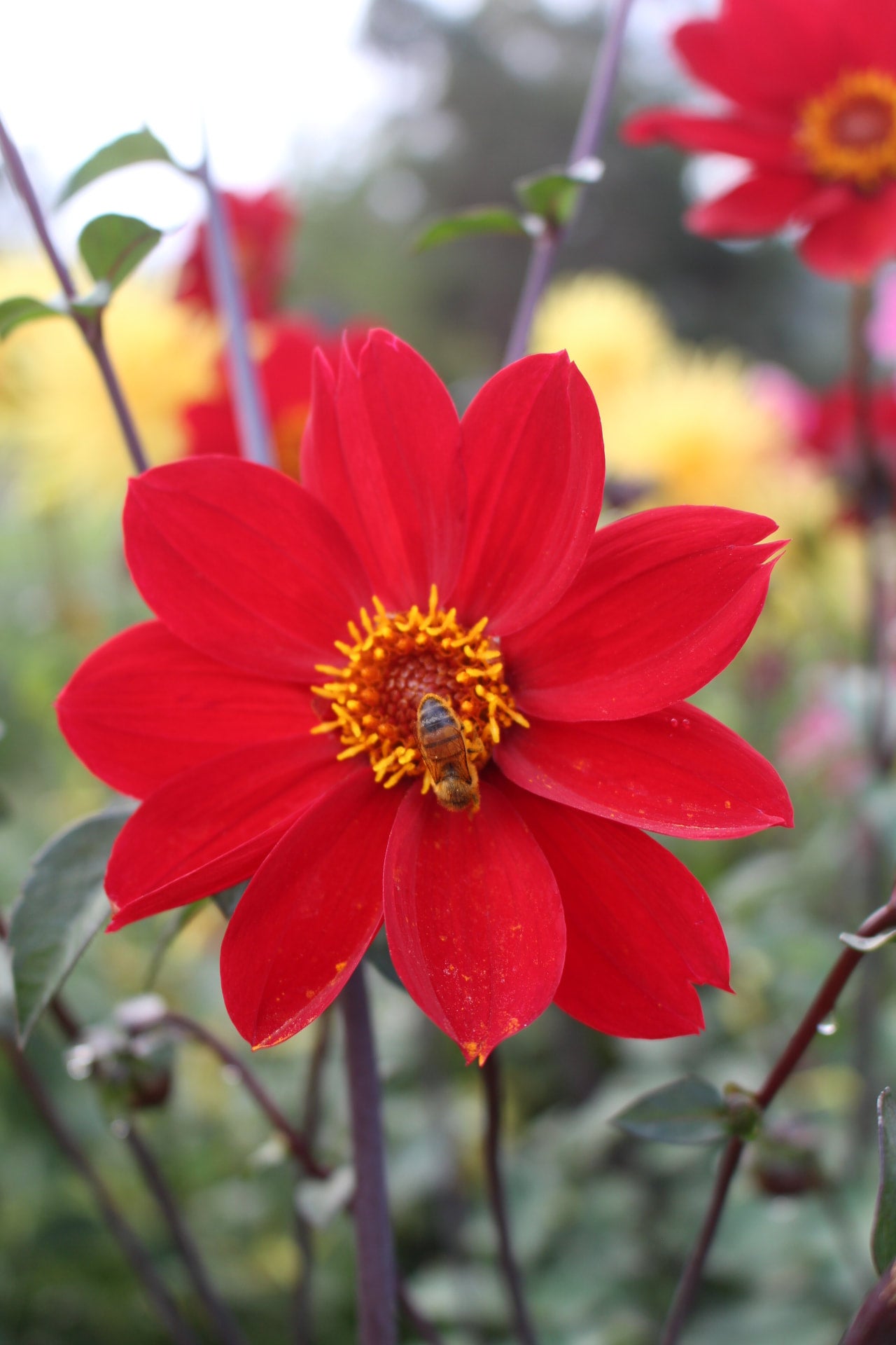 CD Fireflame Country Dahlias cd-fireflame-country-dahlias