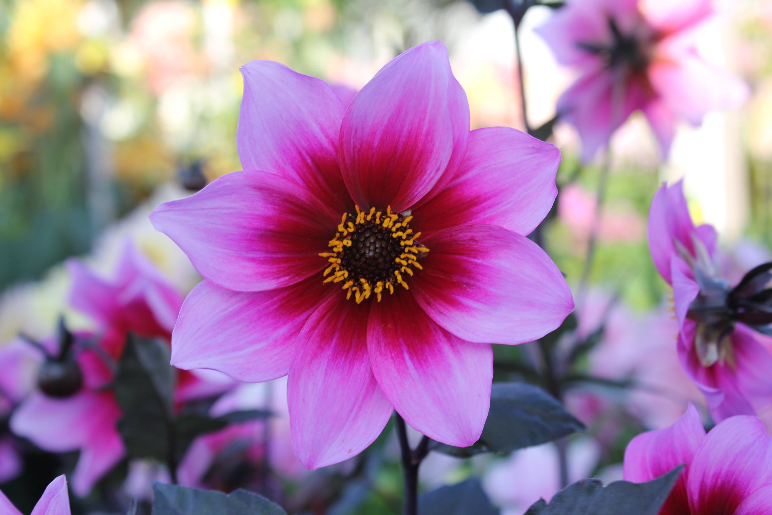Roxanne Country Dahlias roxanne-country-dahlias