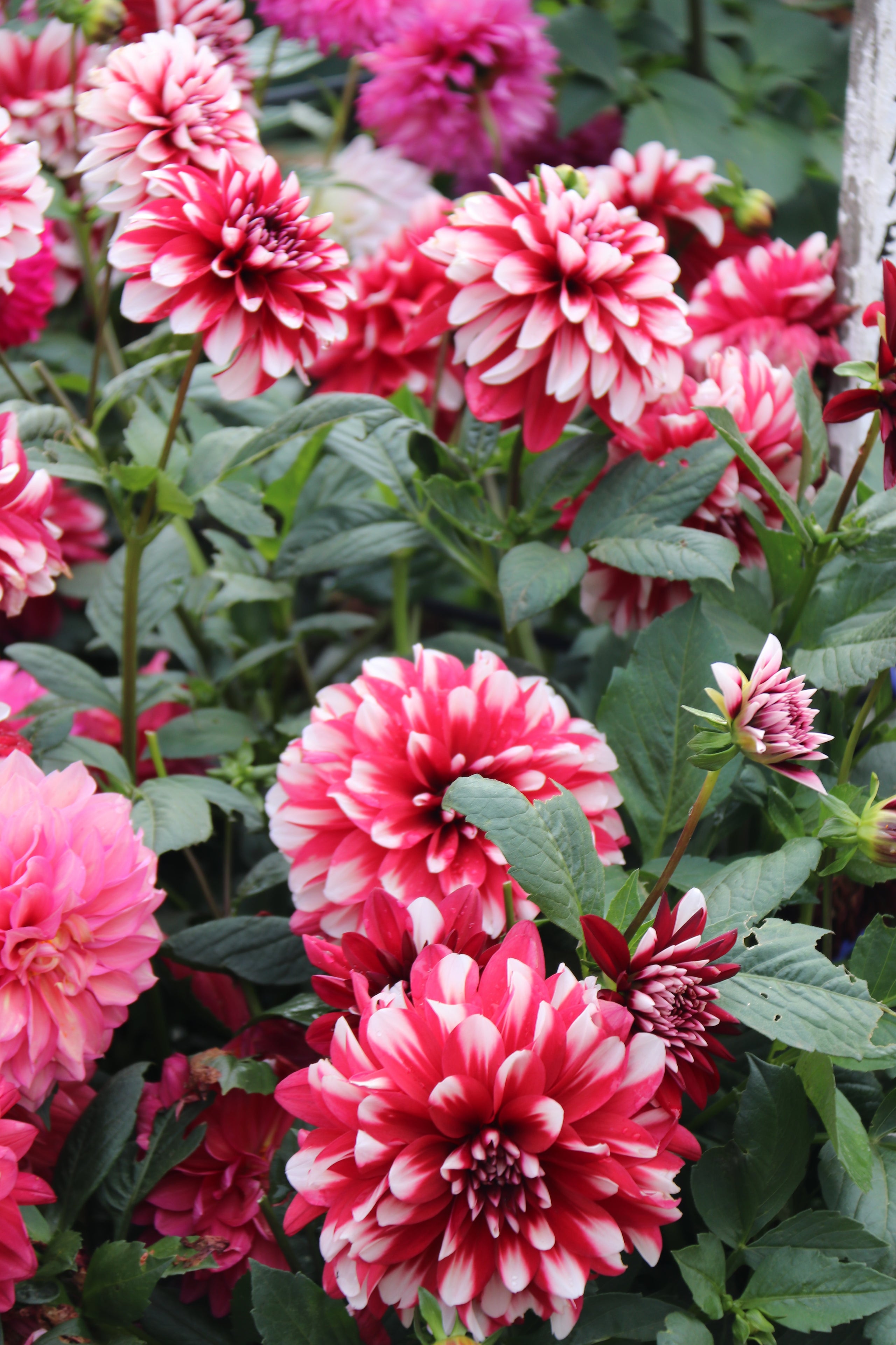 Raspberries And Cream Country Dahlias