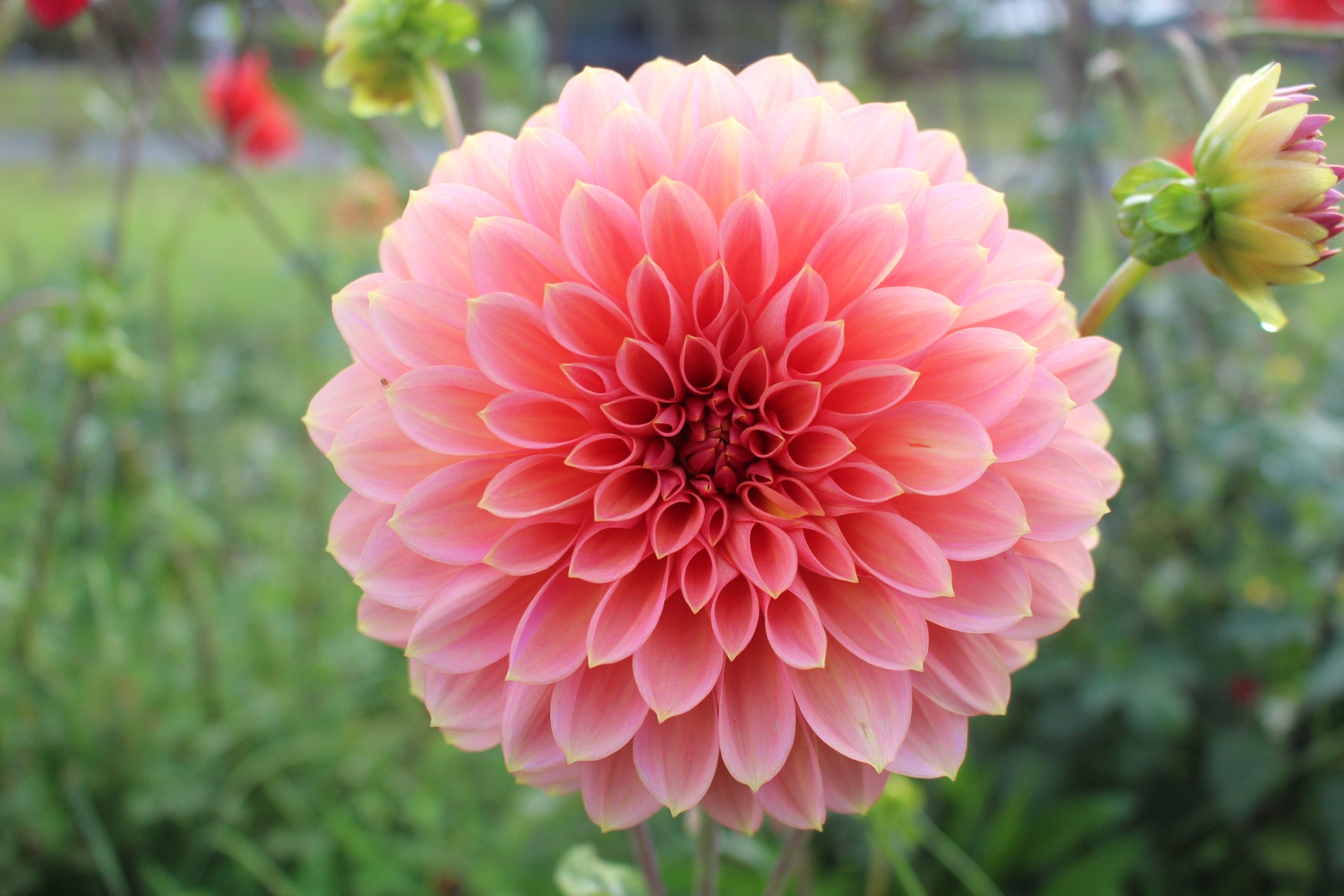 Trevallyn Pride | Country Dahlias