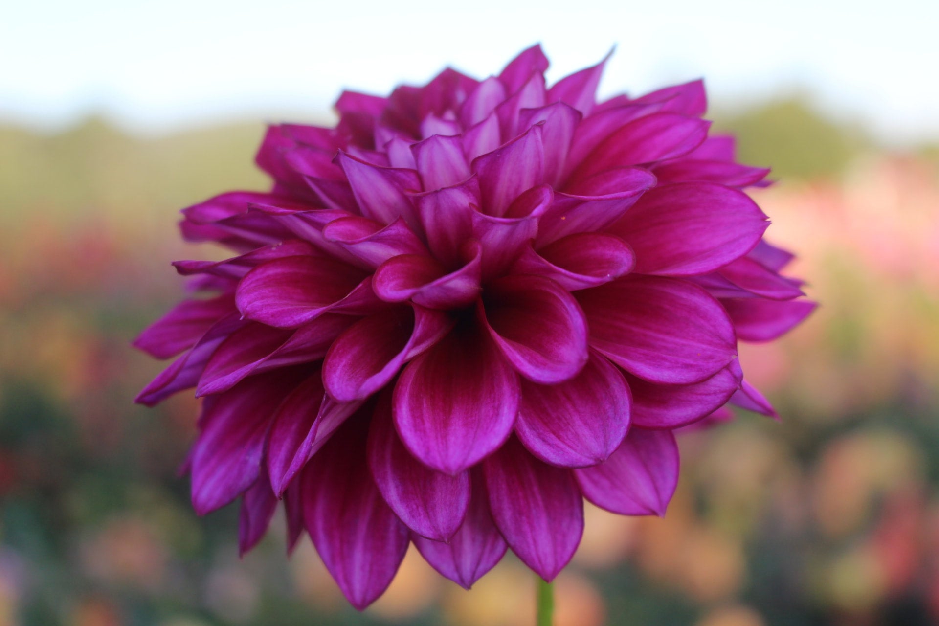 lindsay-country-dahlias