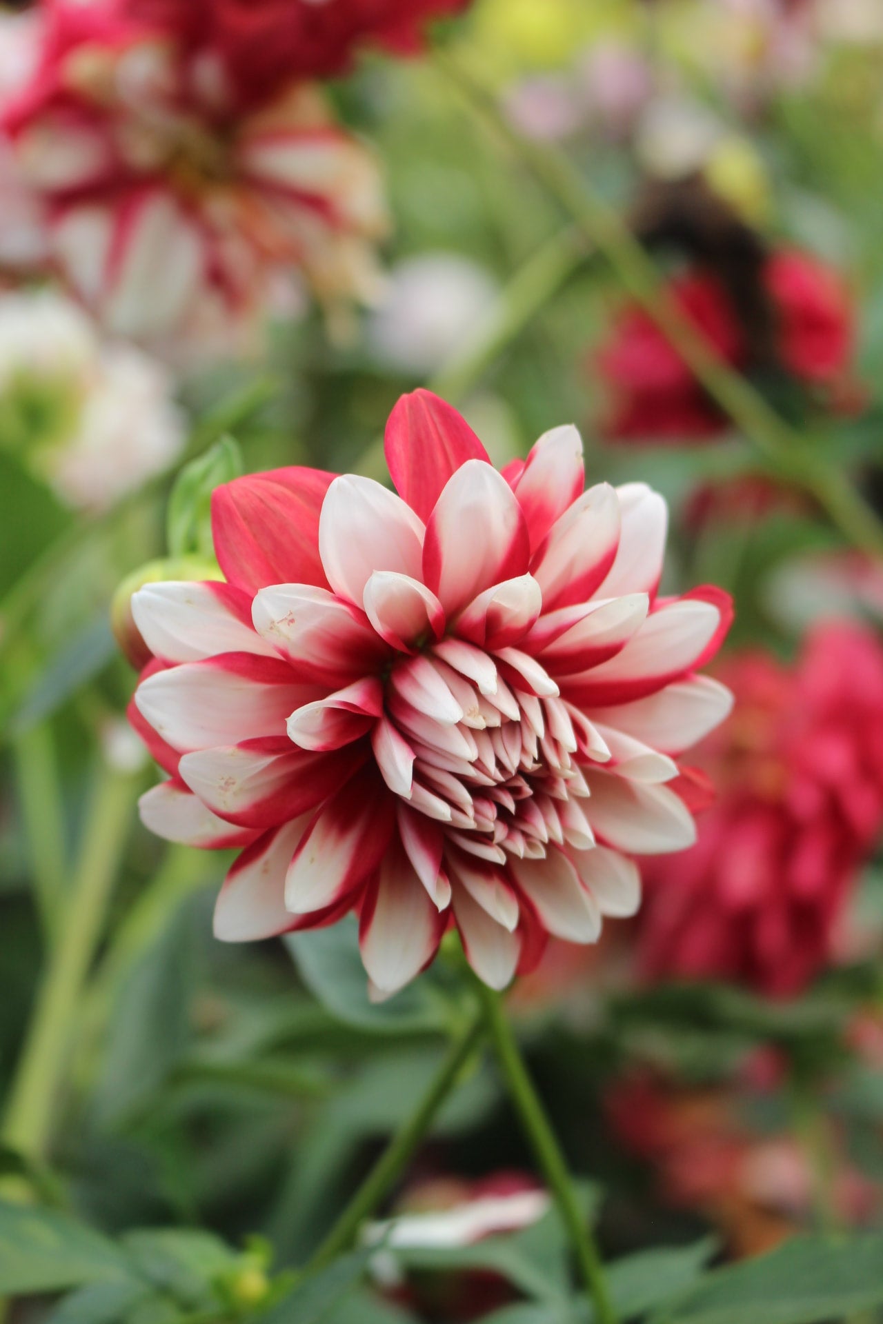 Strawberry And Cream | Country Dahlias