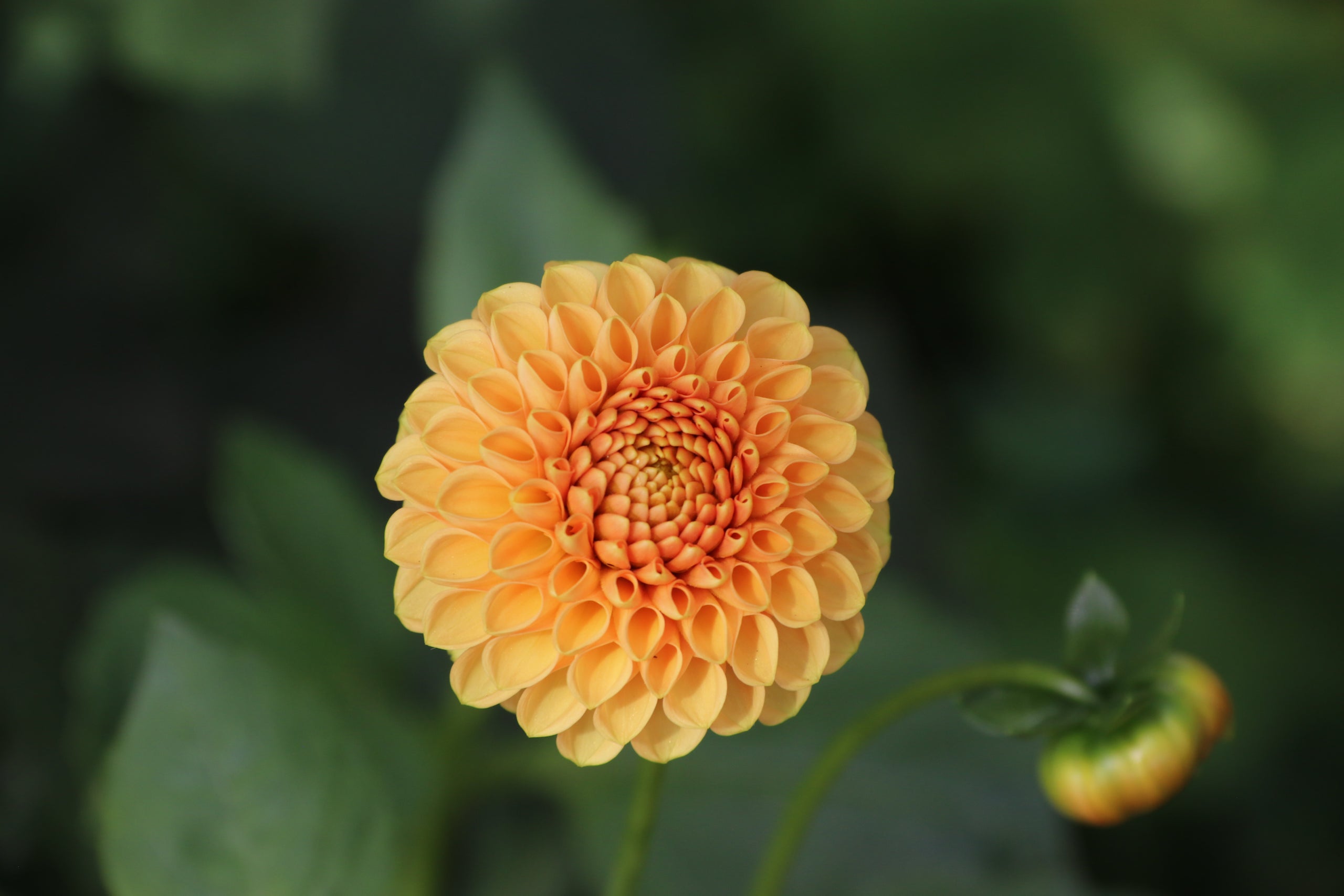 Honey Dew | Country Dahlias