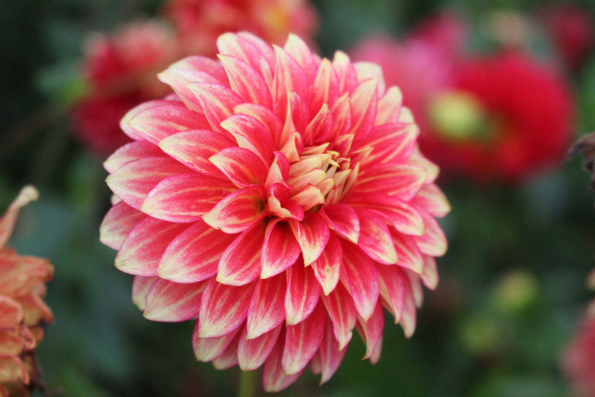 coral-isle-country-dahlias