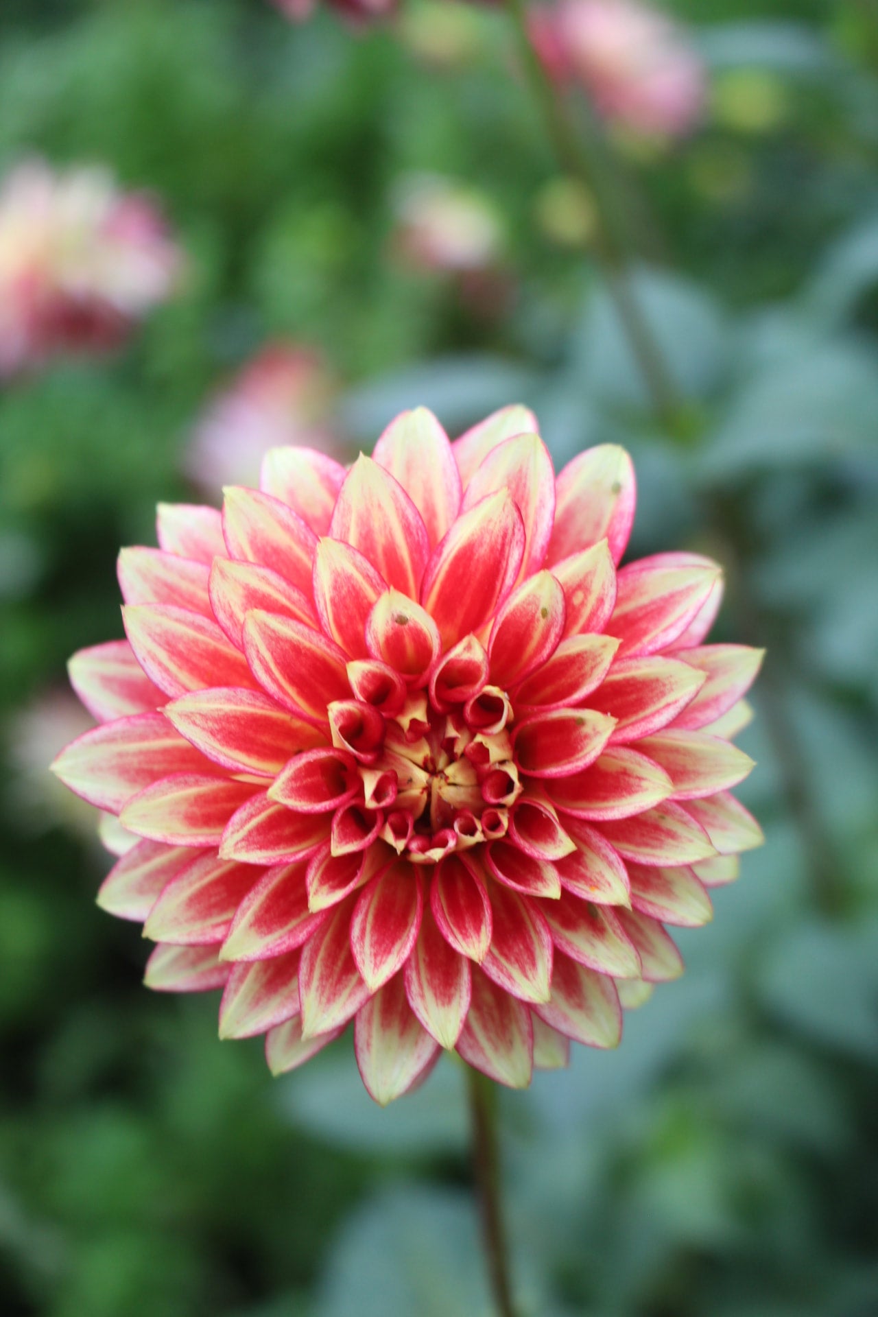 coral-isle-country-dahlias