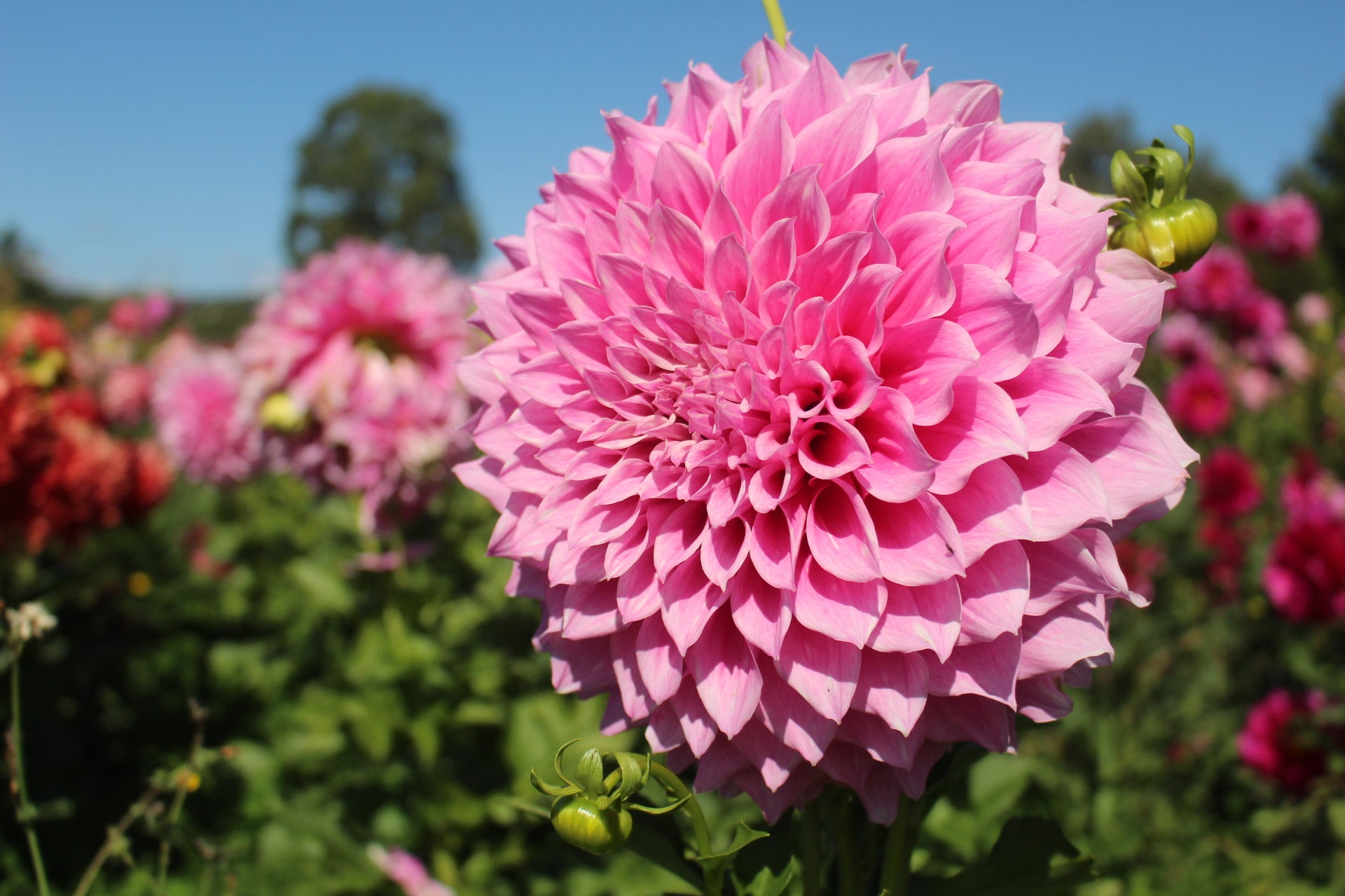 Vera Elma | Country Dahlias