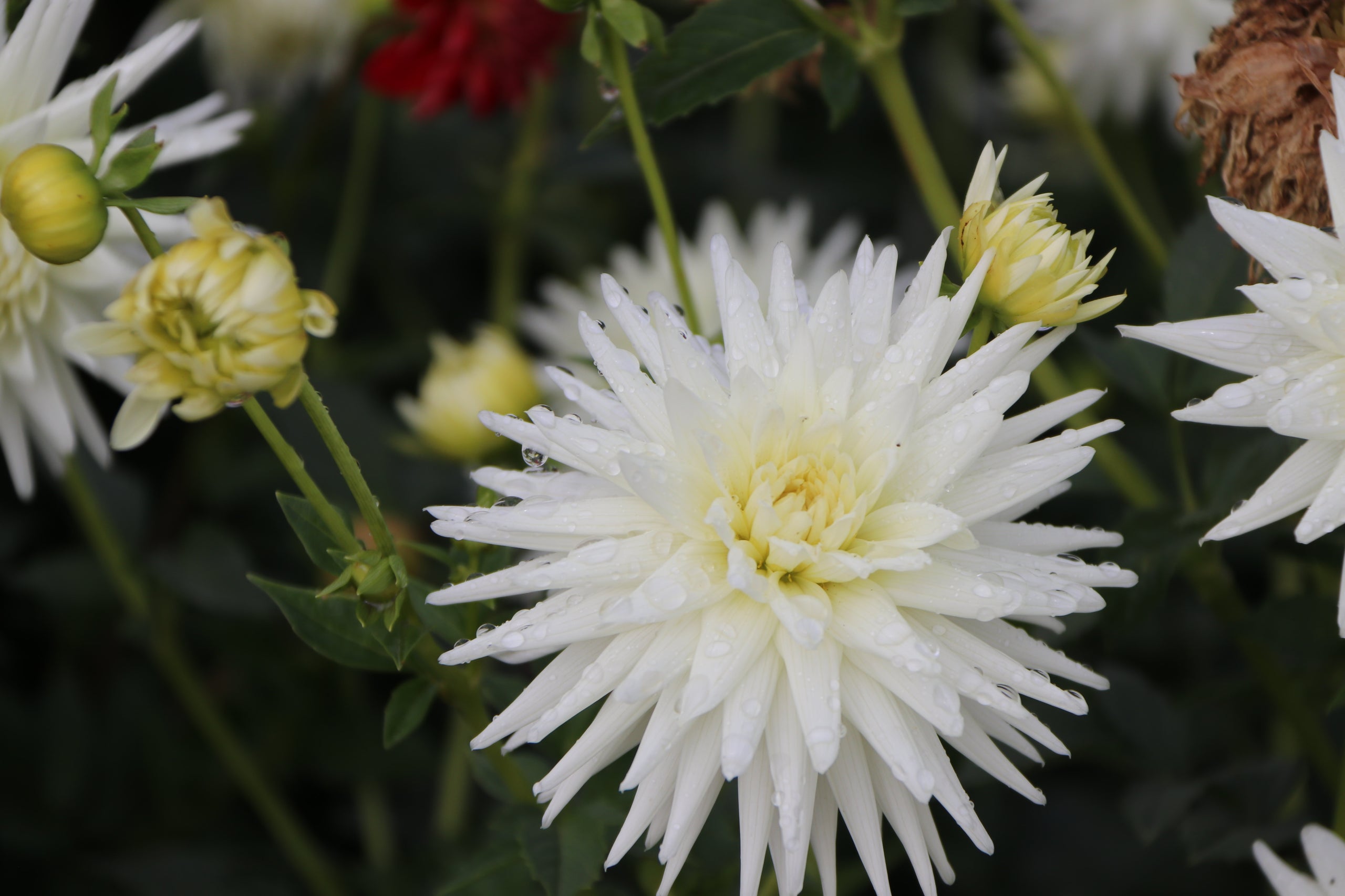 First Frost Country Dahlias