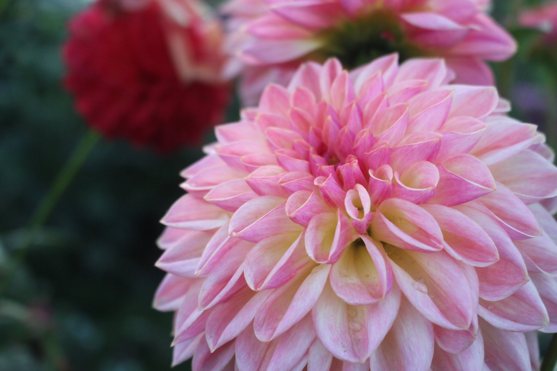 Lyns Pride | Country Dahlias