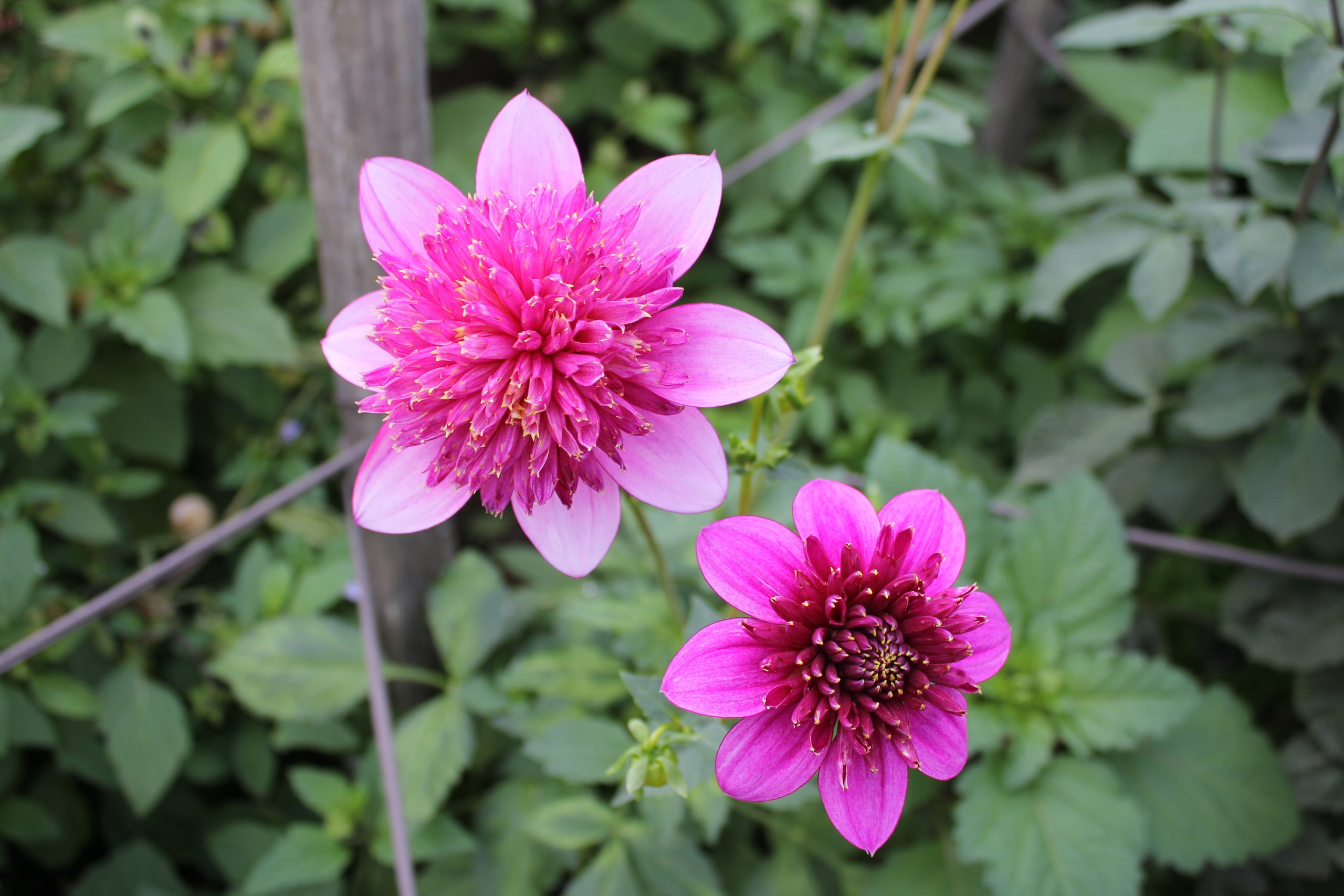 Pendle country dahlias