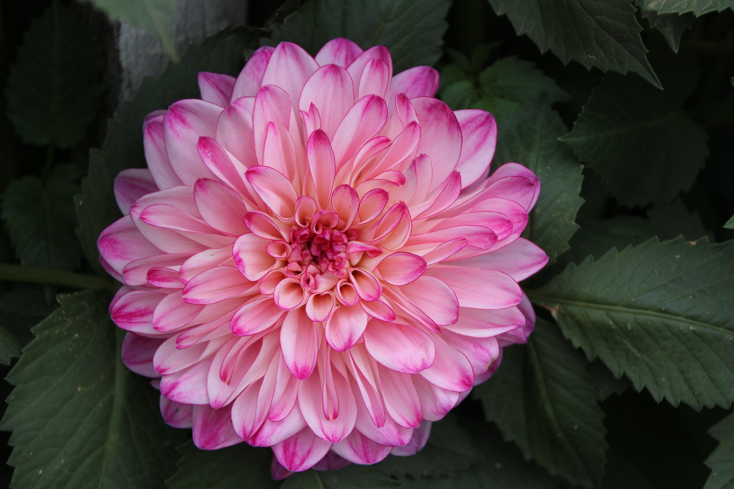 Betty | Country Dahlias