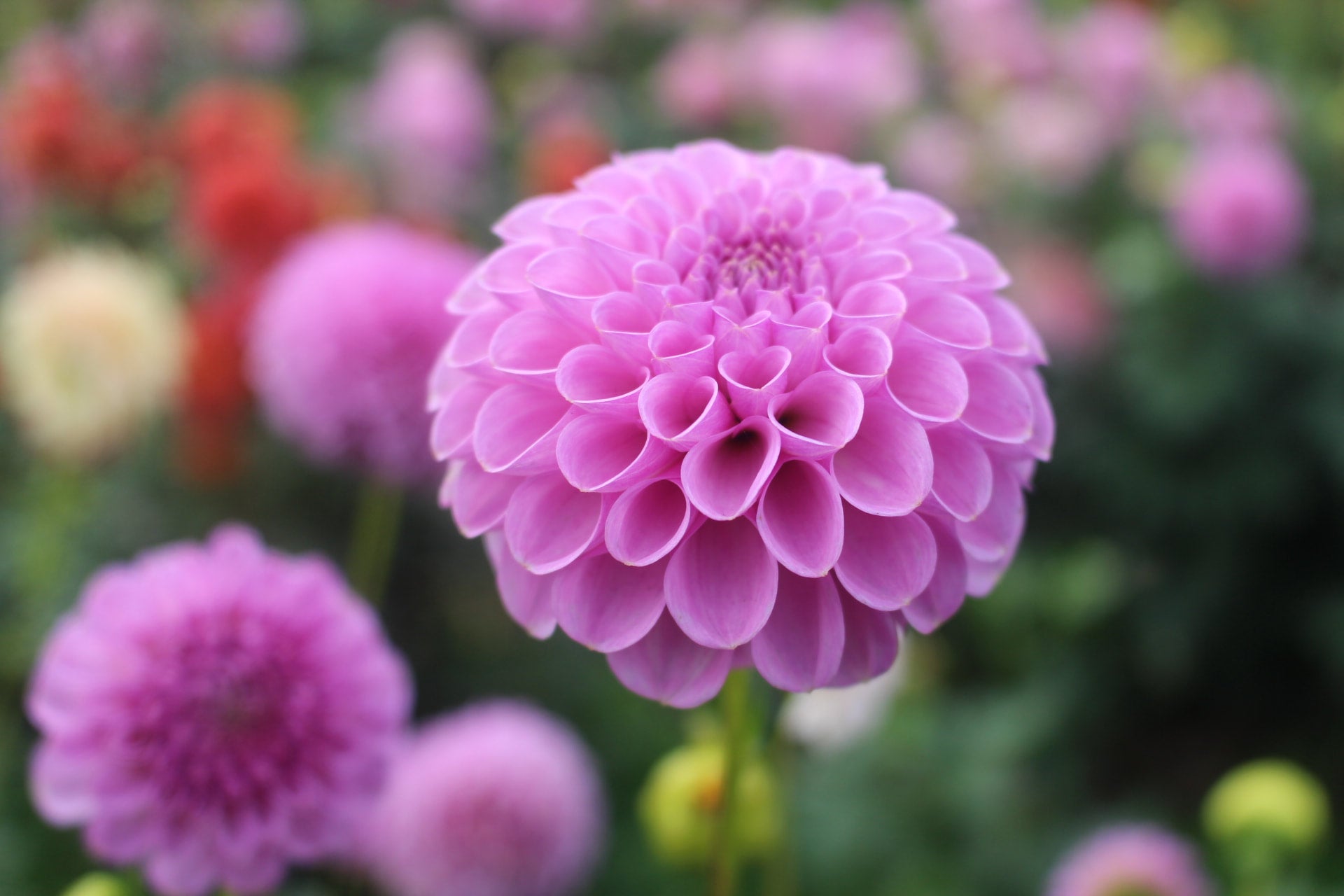 Shirley yeoman country dahlias