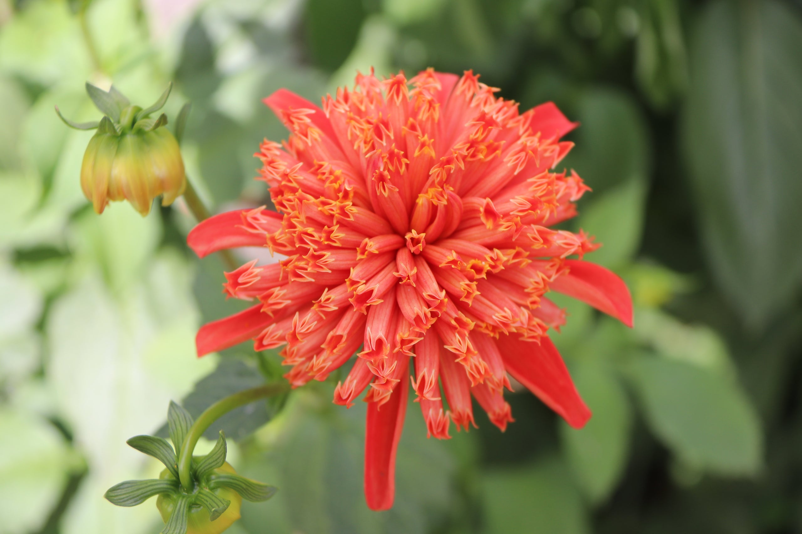 russett-country-dahlias