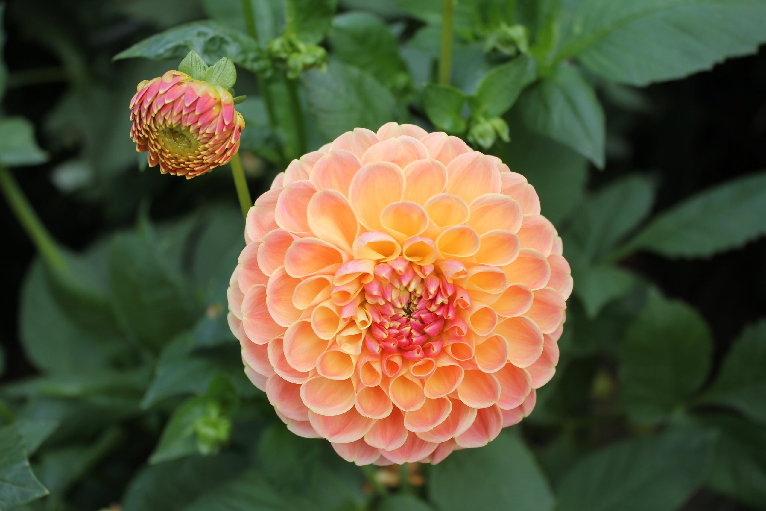 Crichton honey country dahlias