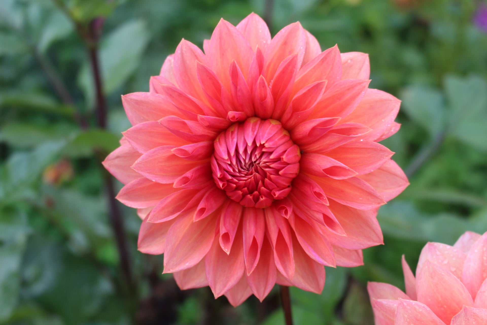 Kim Valentine Country Dahlias