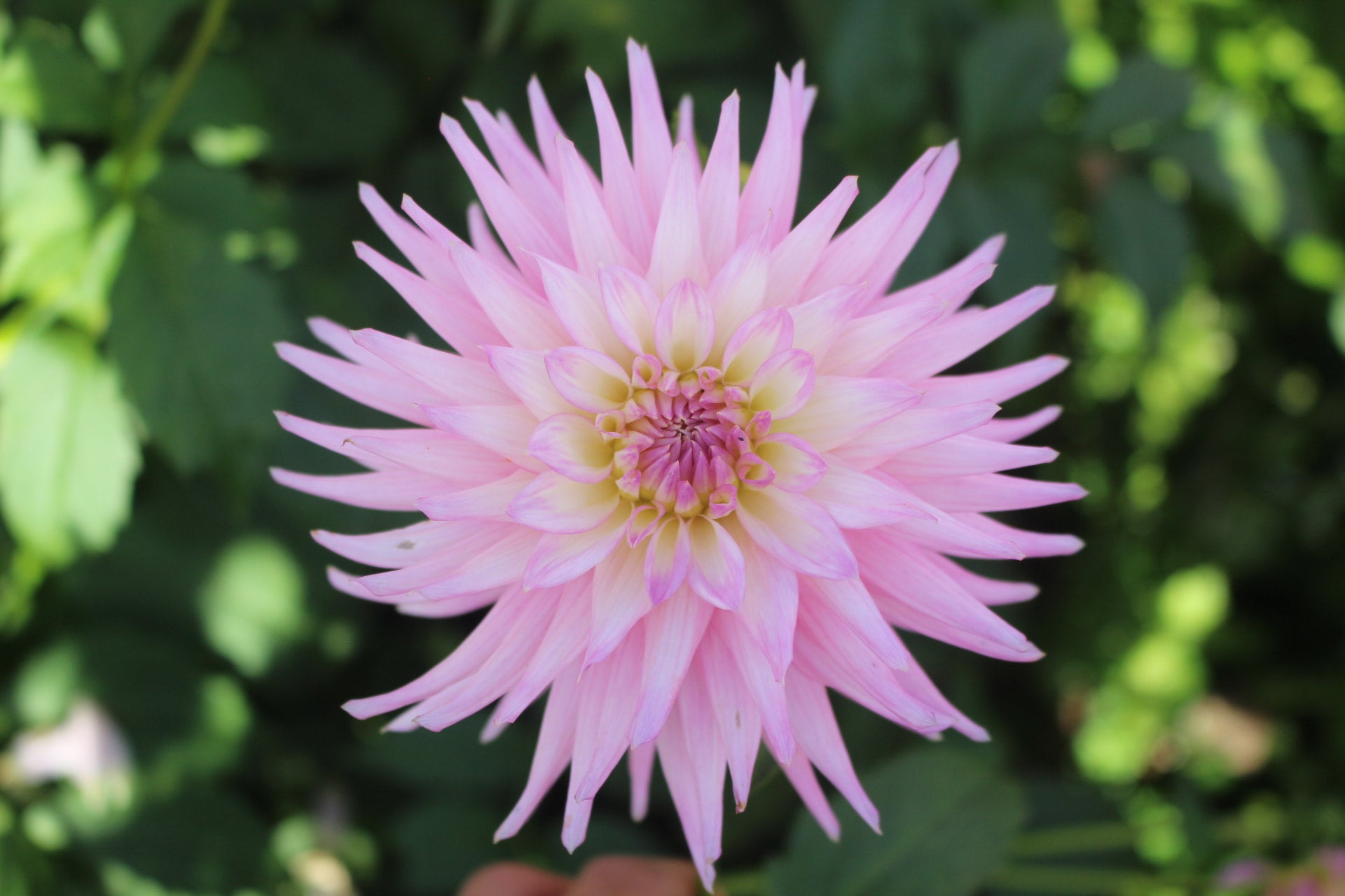 Neva Ray | Country Dahlias