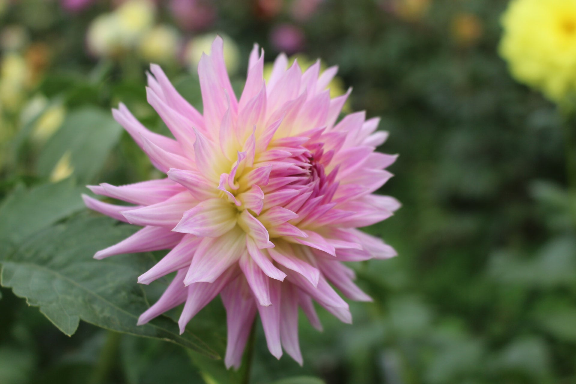 Neva Ray | Country Dahlias