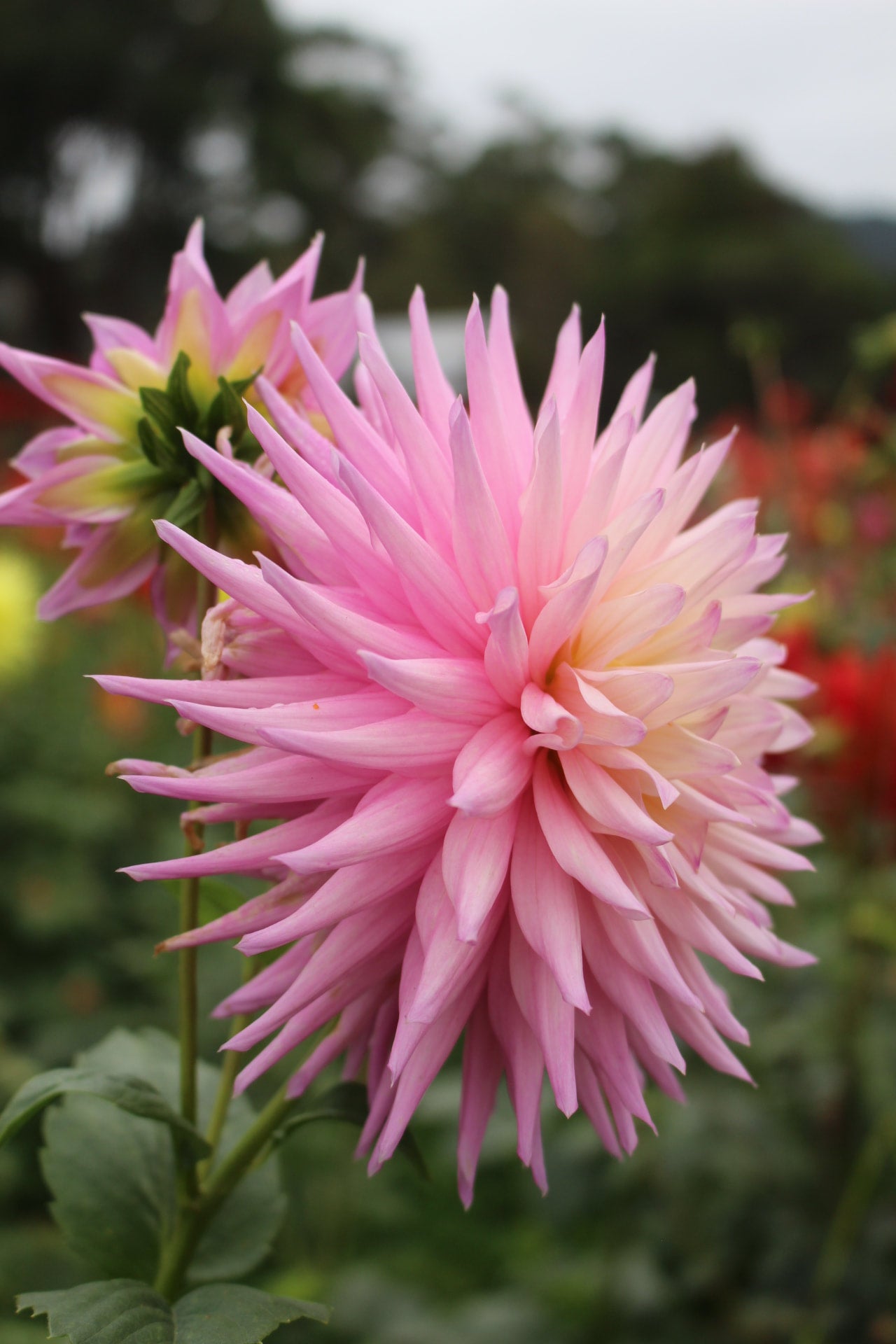 Neva Ray | Country Dahlias