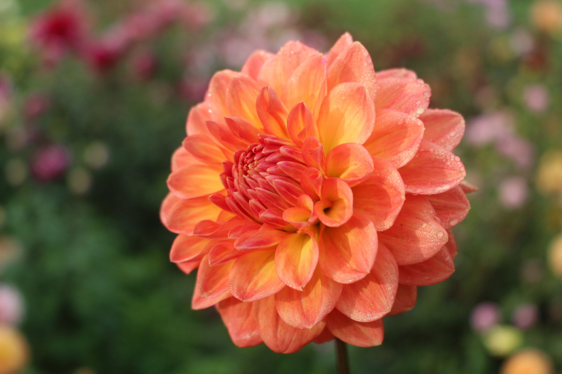 Alpine Beacon | Country Dahlias