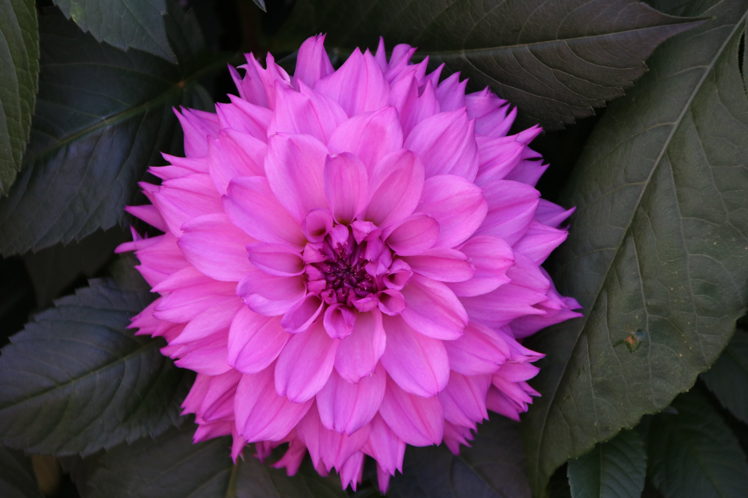 cmc-blue-country-dahlias
