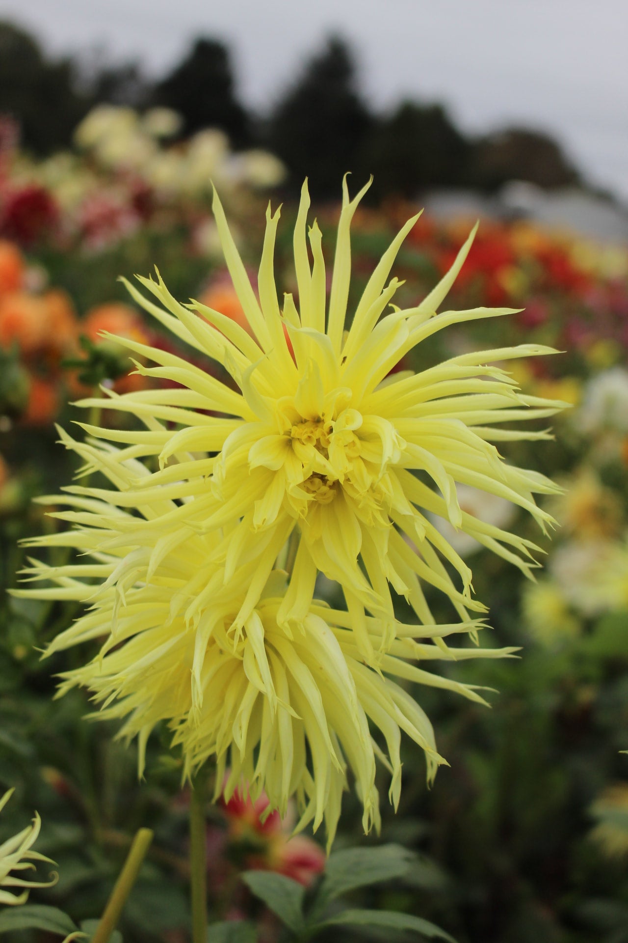 Golden wizard country dahlias