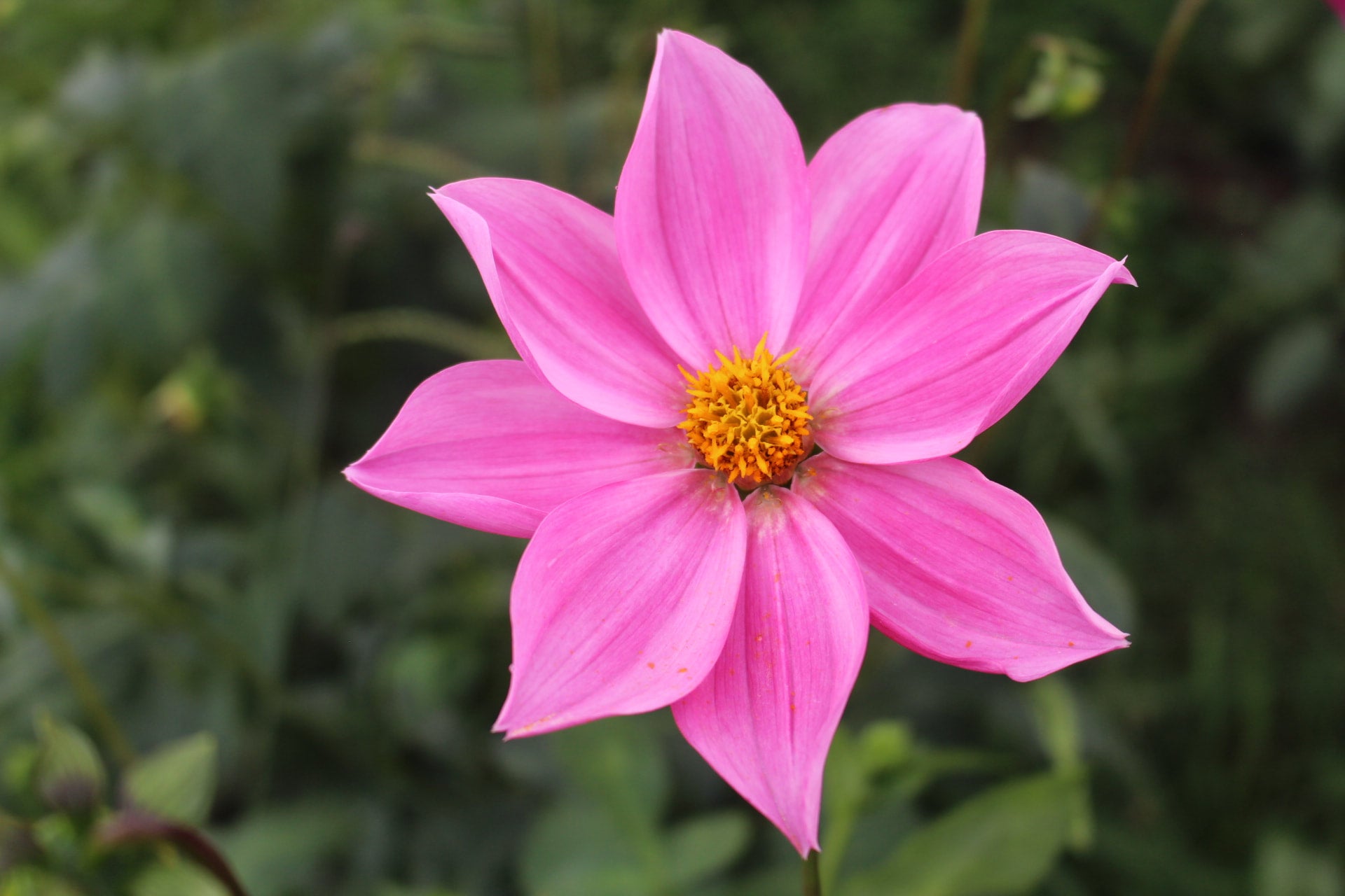 Nicole S Country Dahlias nicole-s-country-dahlias