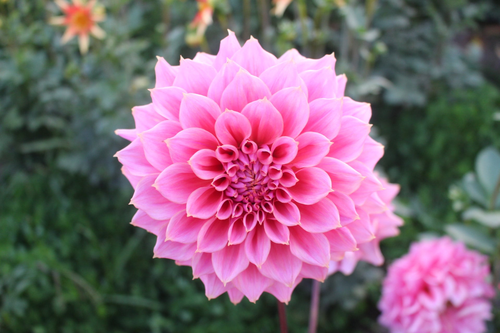 under-the-sea-country-dahlias