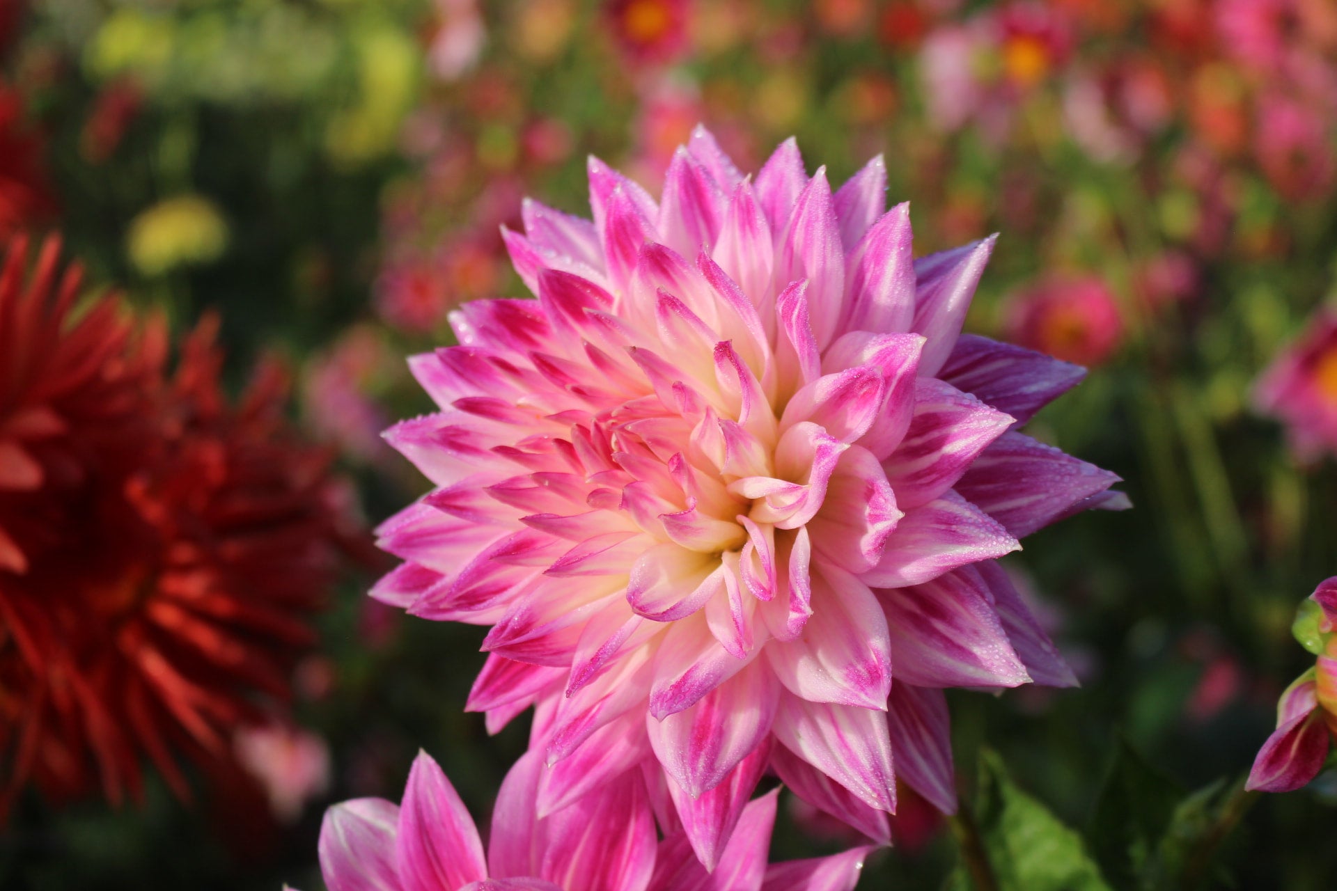 Winkie Carnival | Country Dahlias