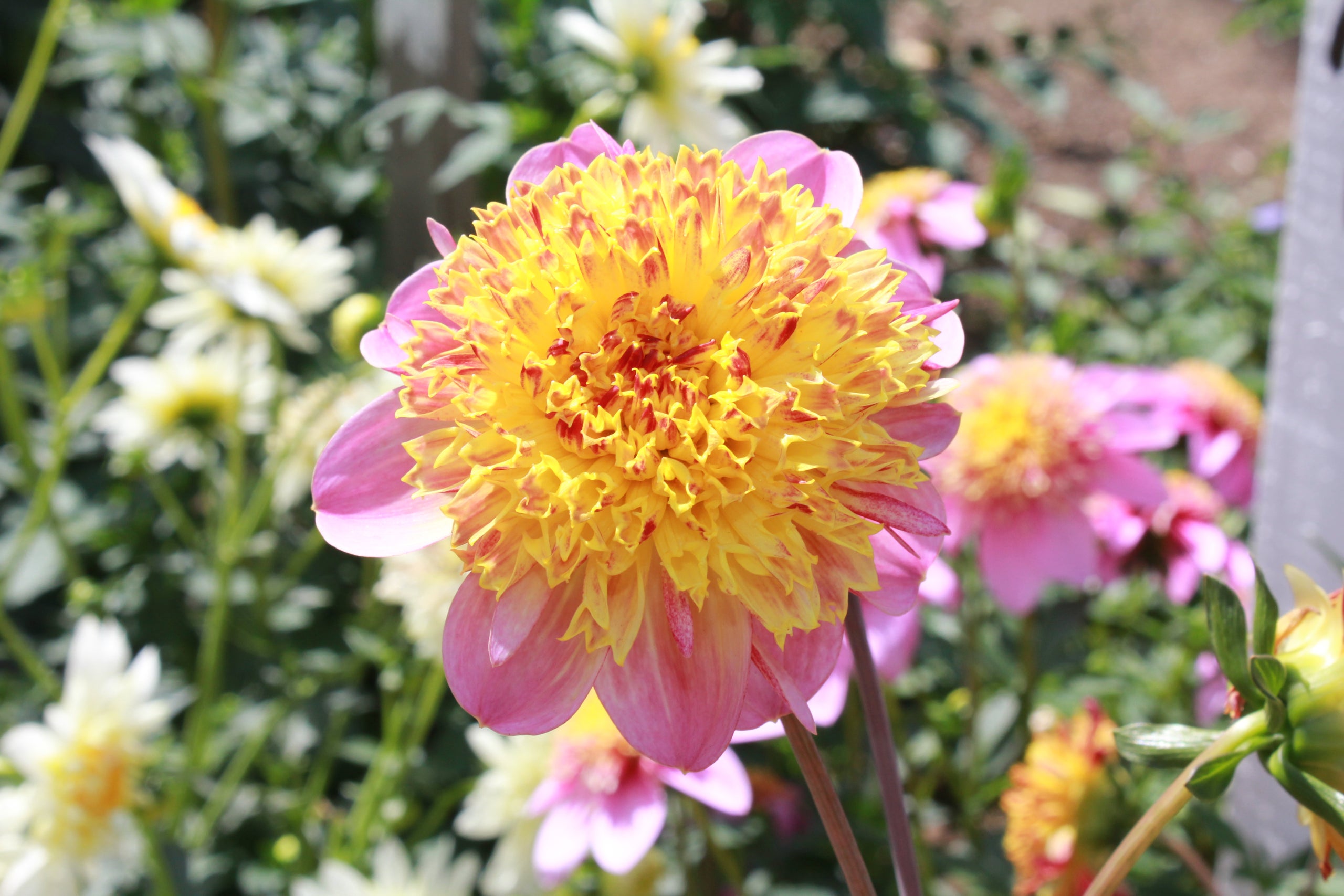 Araluen Beauty Country Dahlias