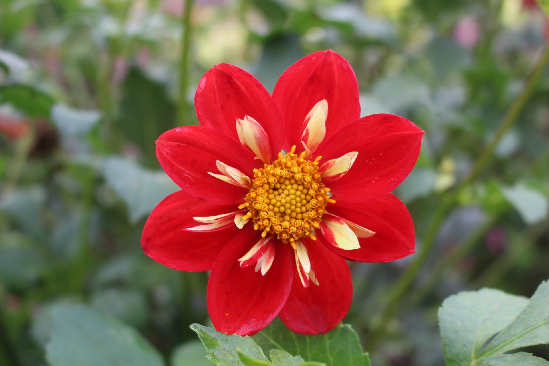 April fireglow country dahlias