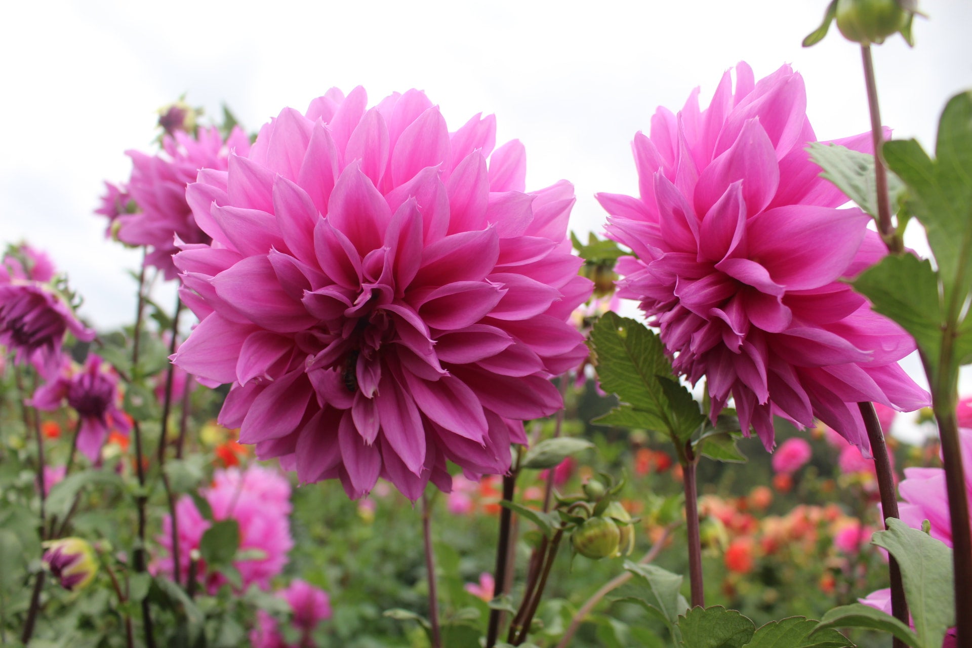 Lilac beauty country dahlias