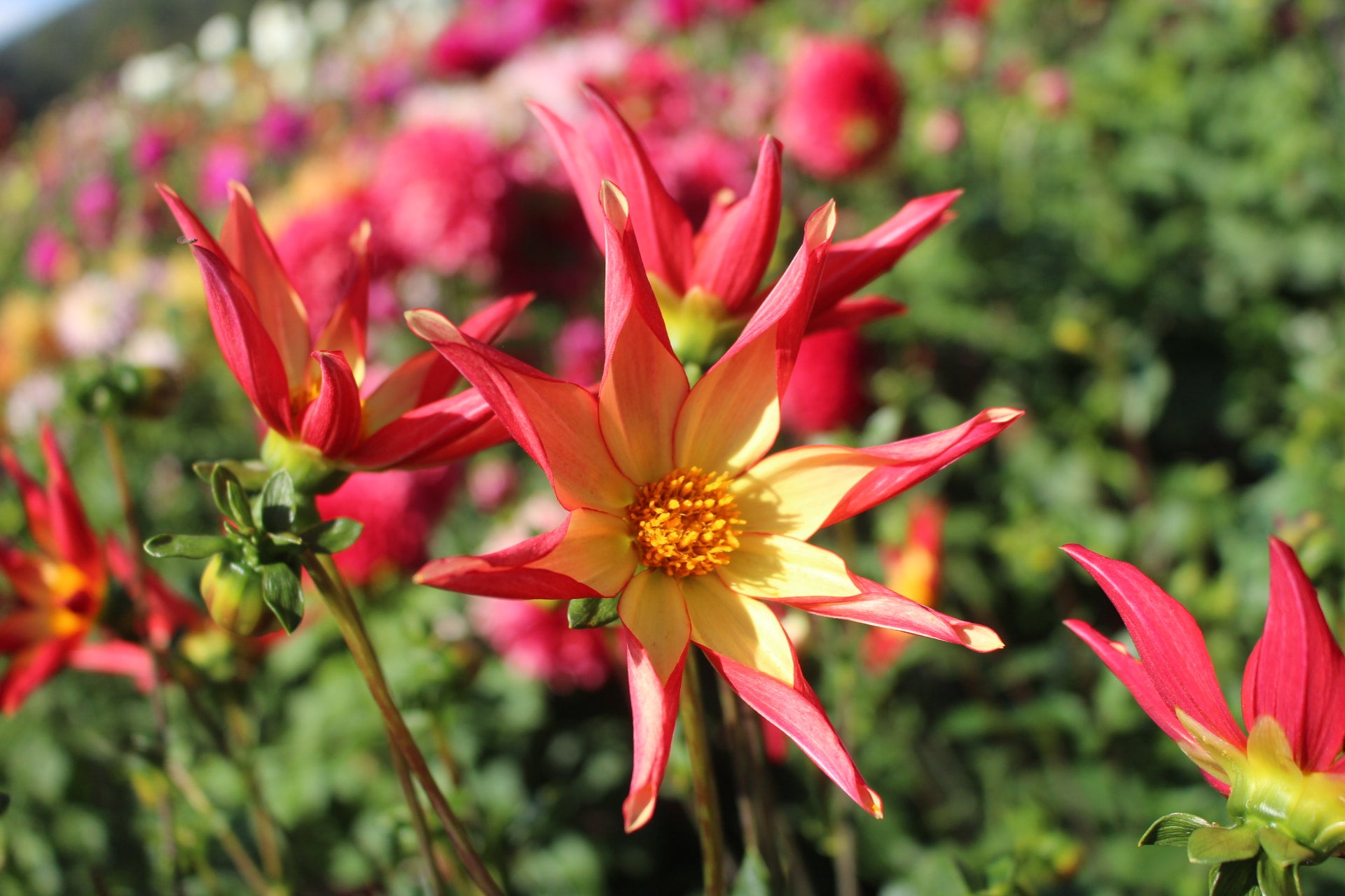 bracken-astra-country-dahlias